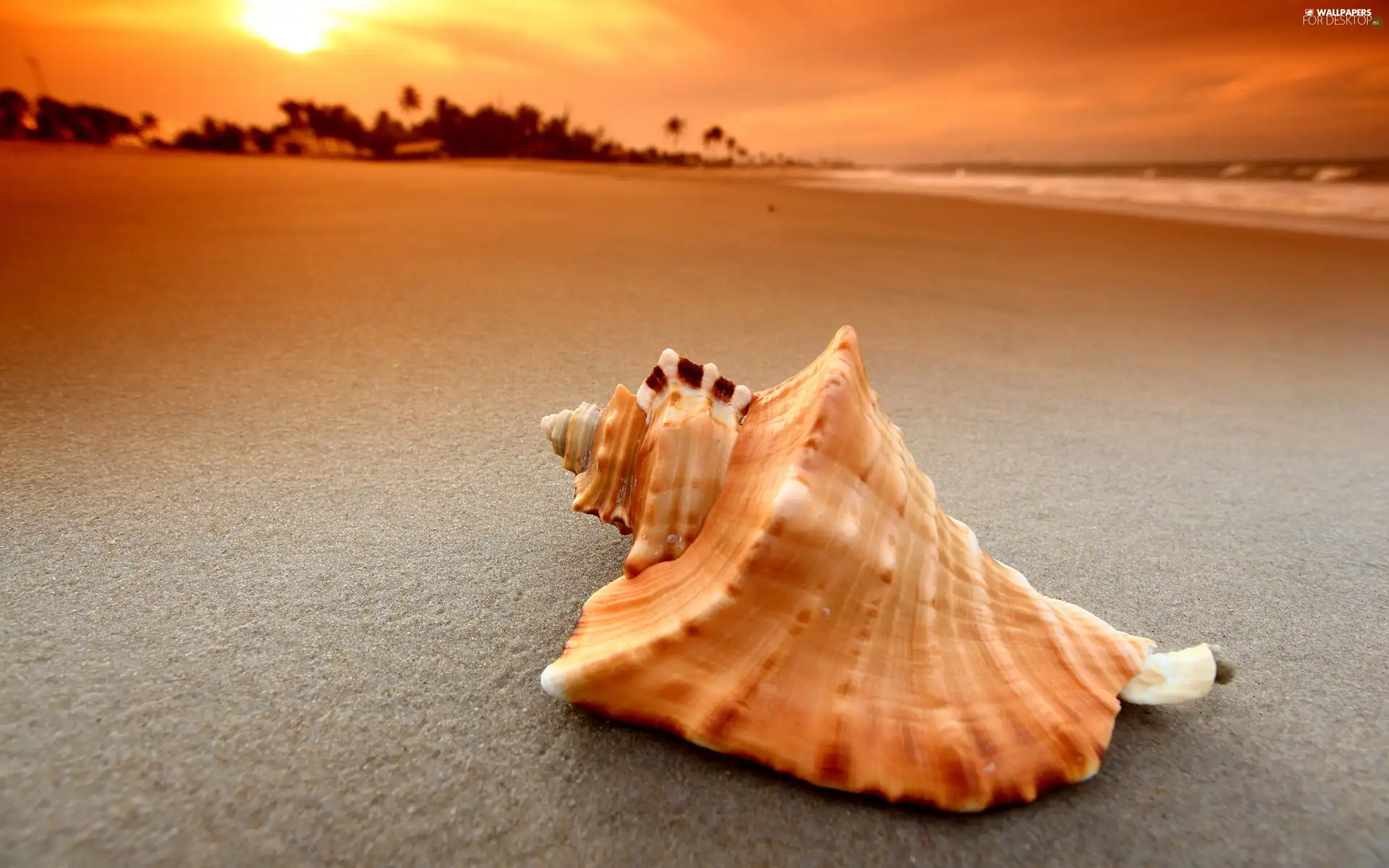 sea, shell, Beaches