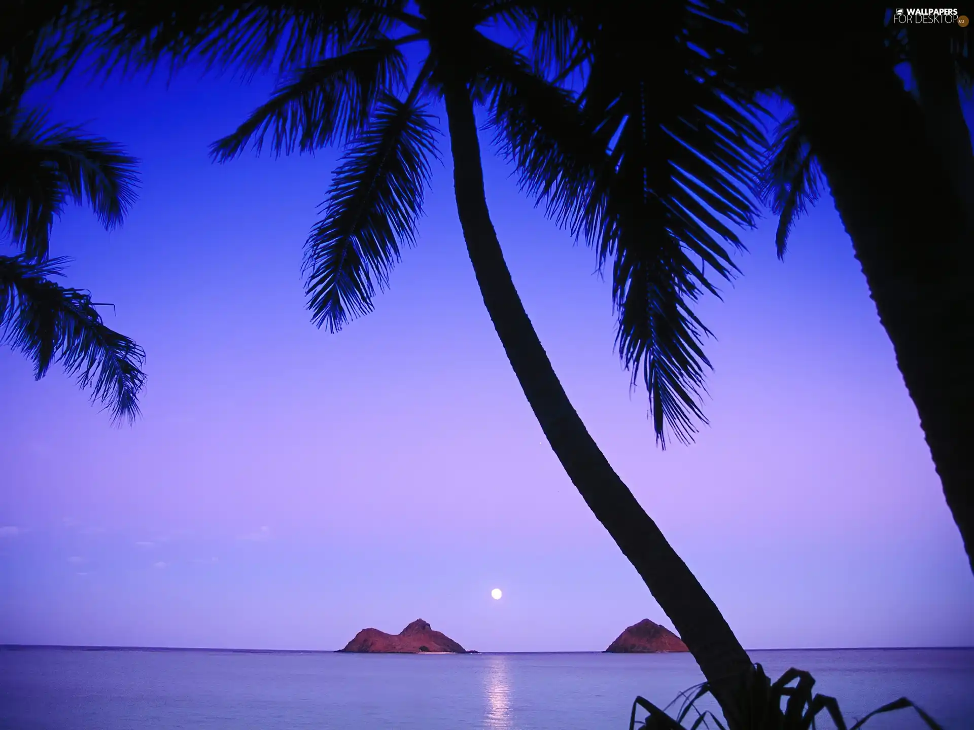 Palm, Great Sunsets, sea