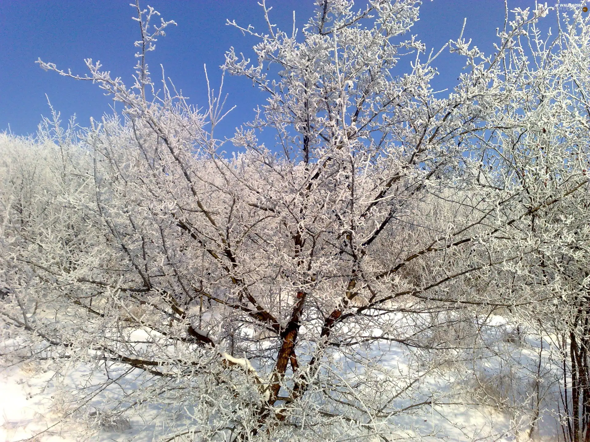 snow, Bush, Sea Buckthorn