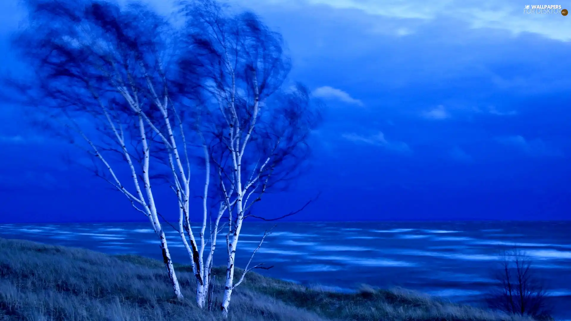 trees, birch, sea, viewes