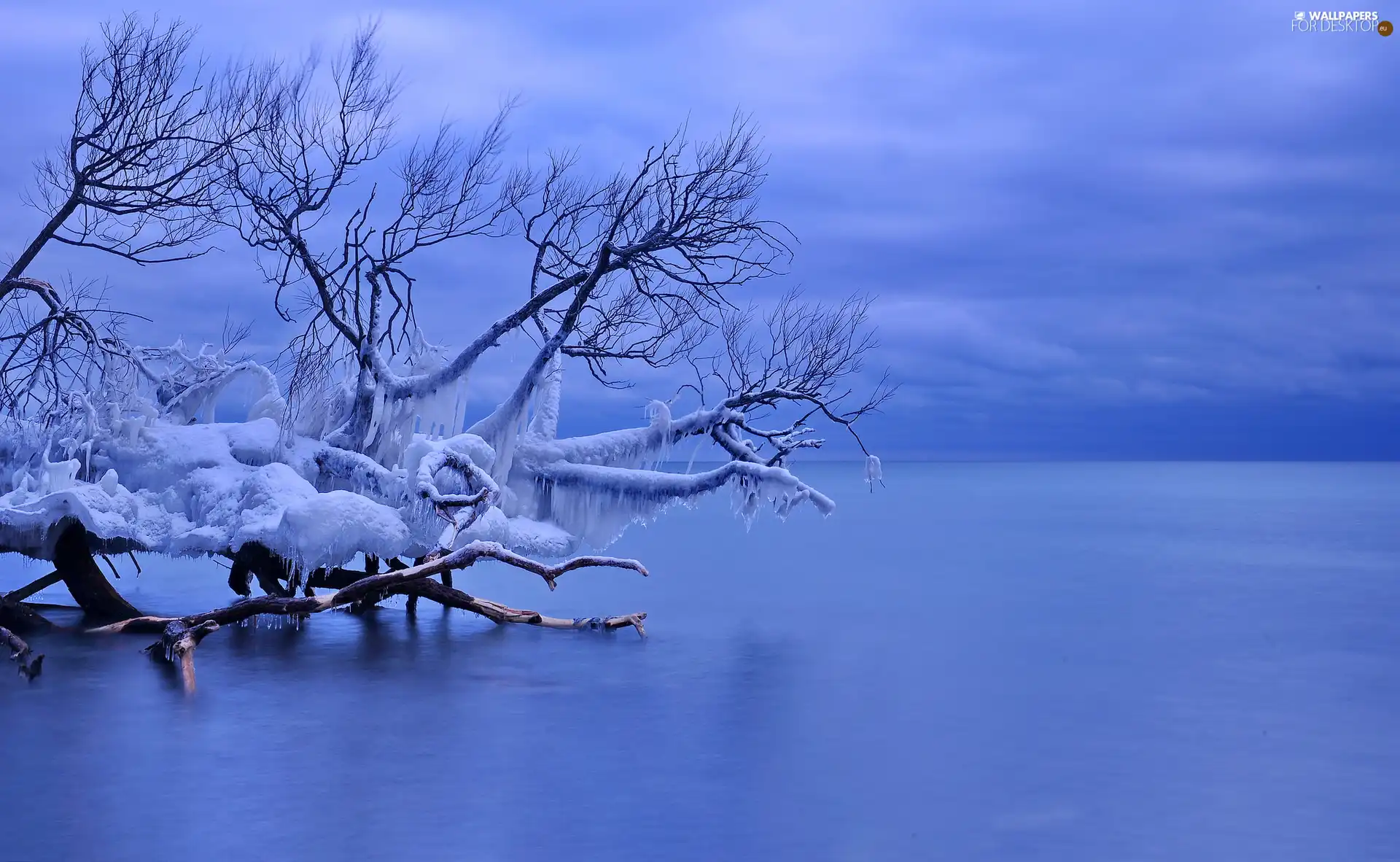 winter, trees, sea, icy