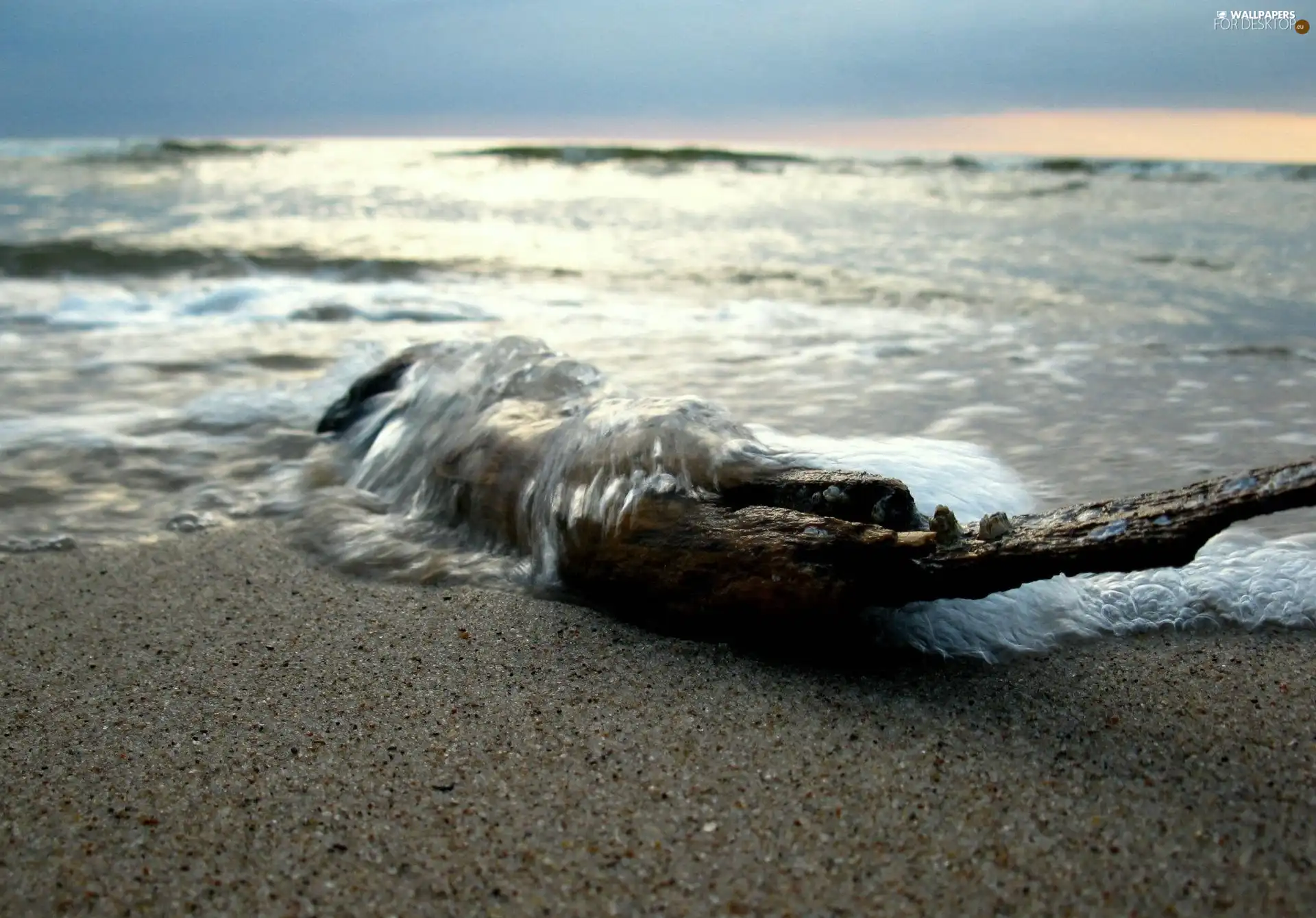 Wood, sea