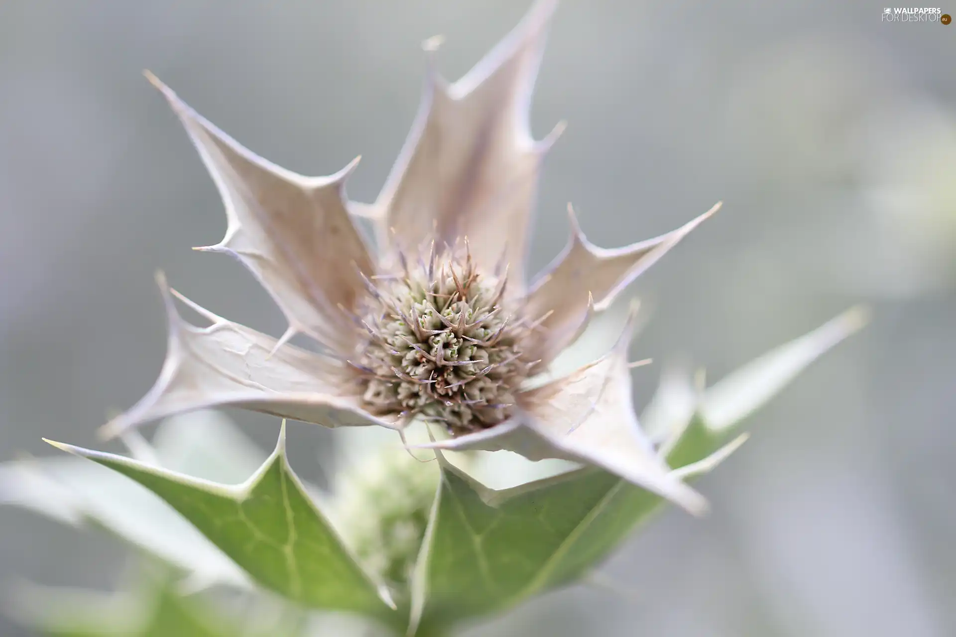 Seaside Eryngium, plant