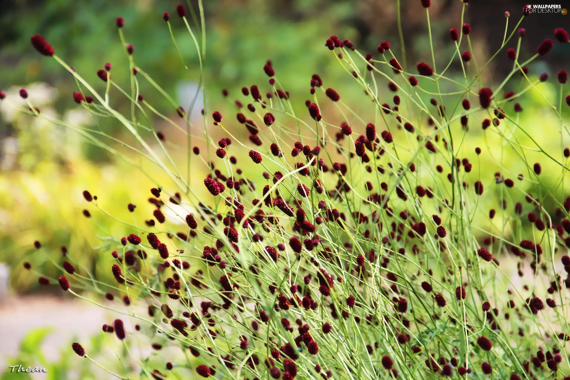 Seeds, plant, Brown