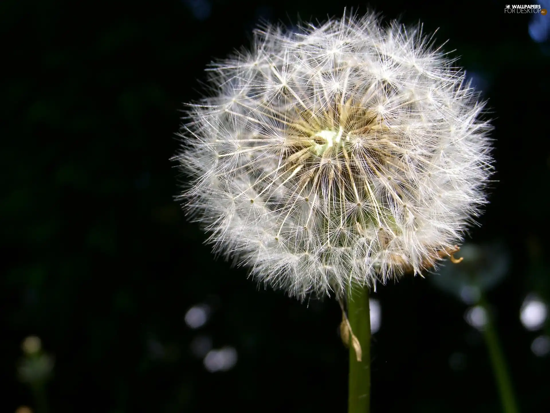 Seeds, puffball, common