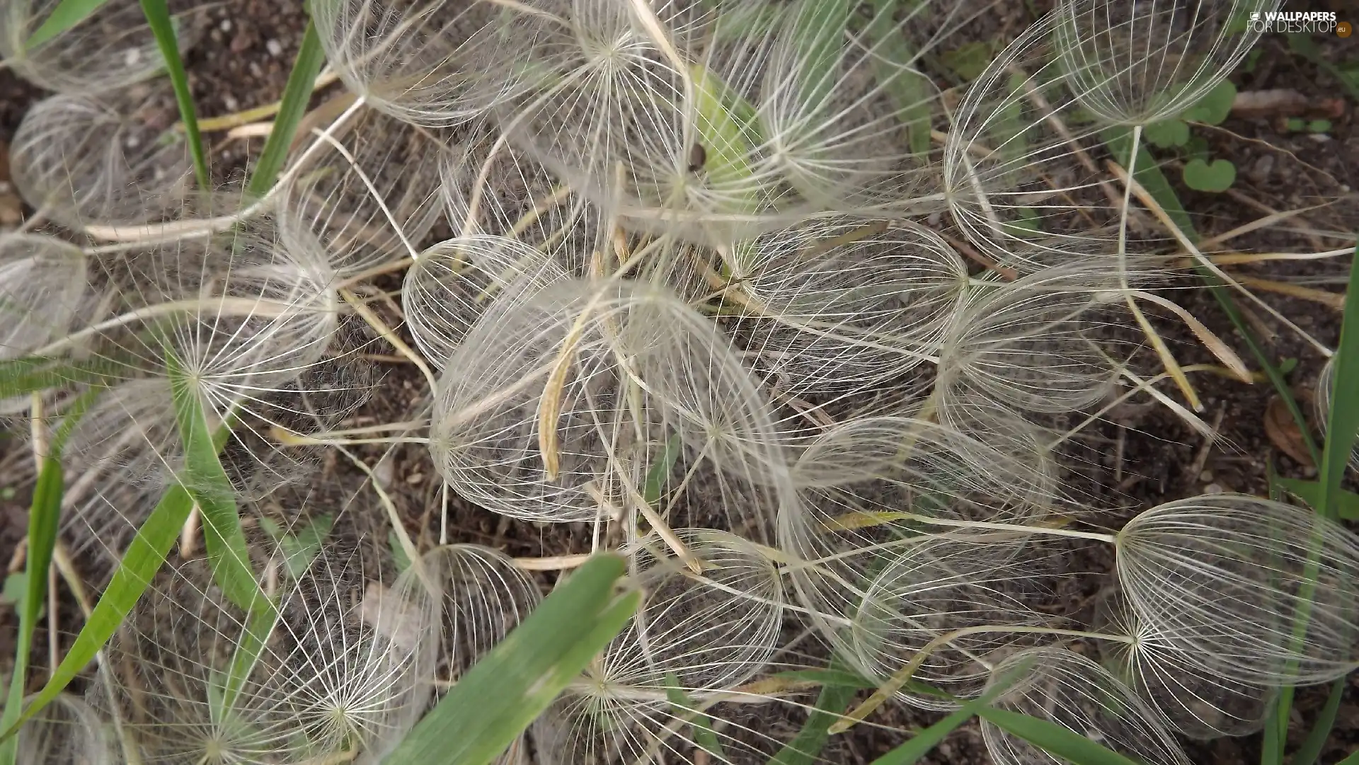 dandelion, Seeds