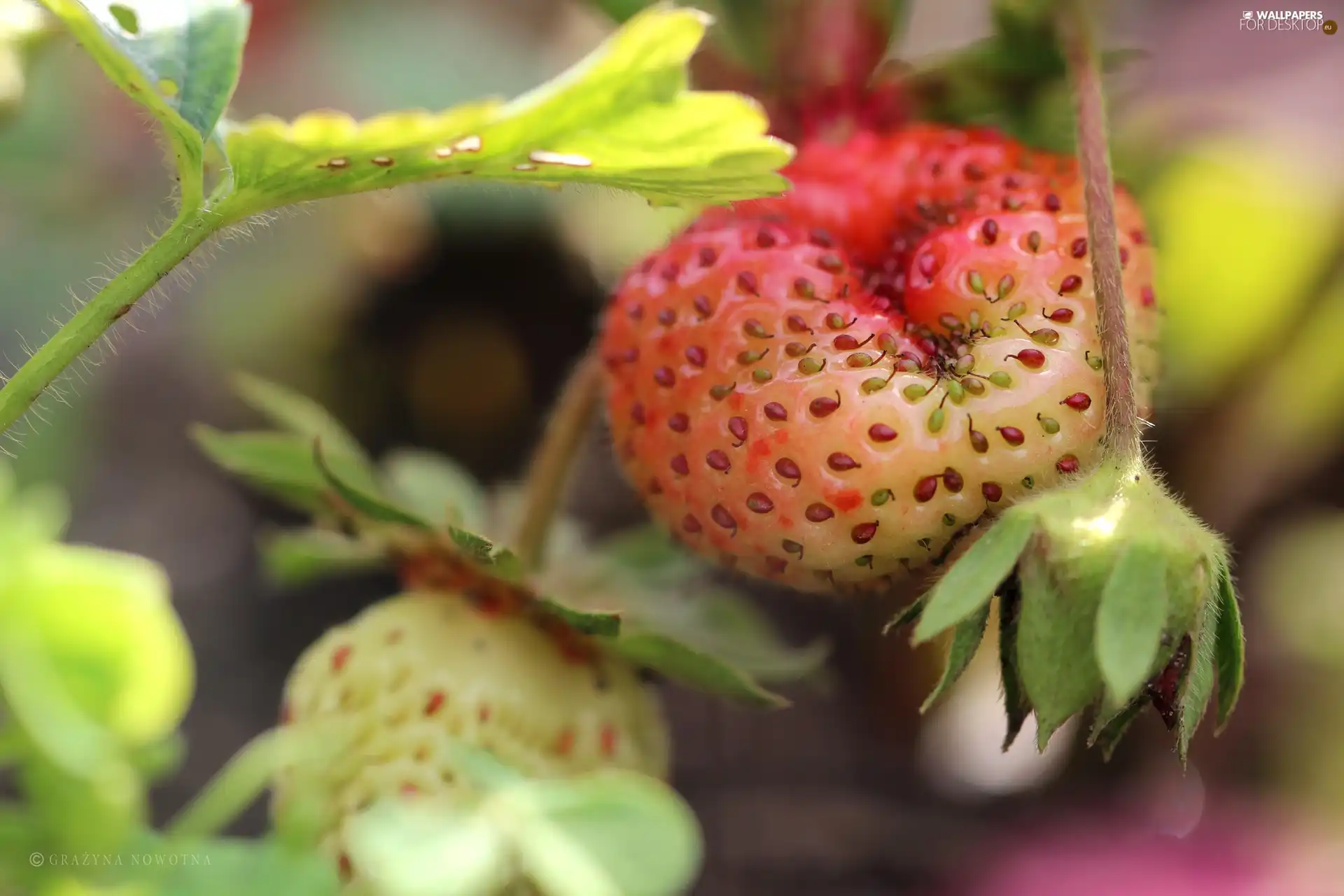 seeds, Ripened, Strawberry