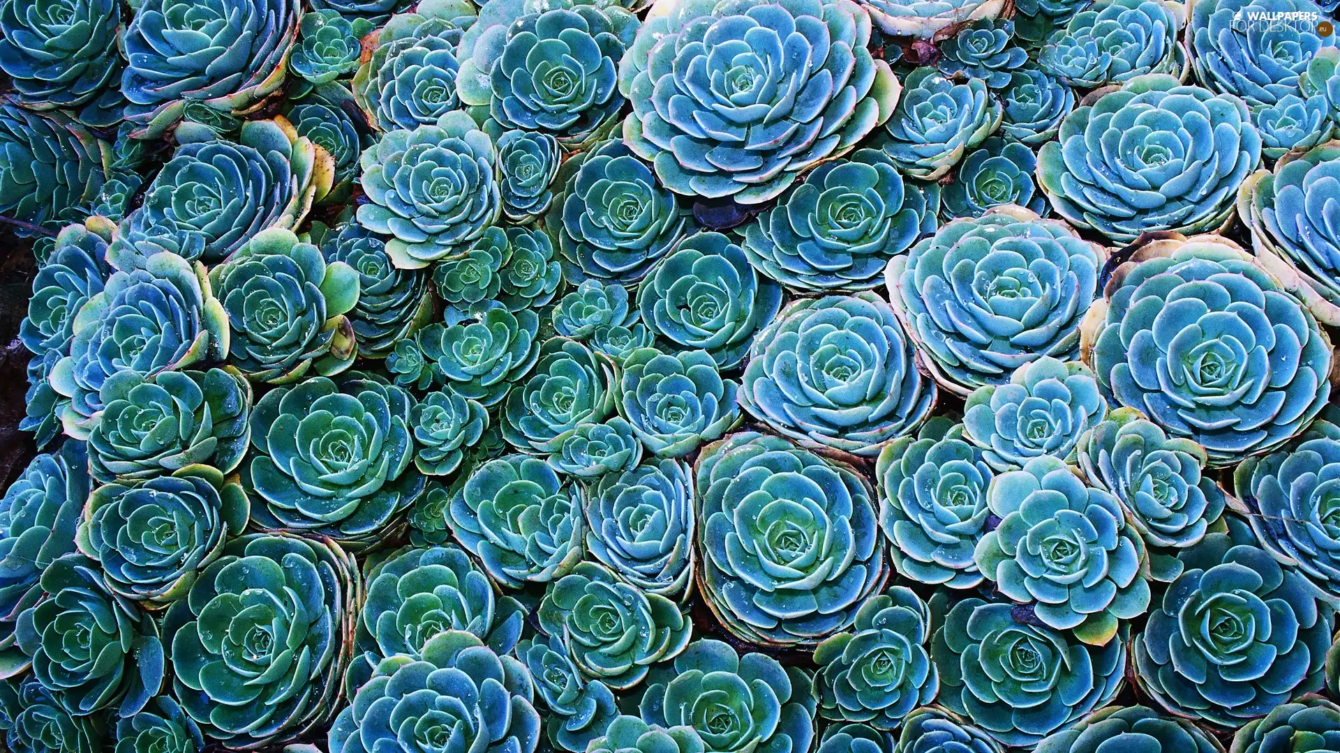 Sempervivum, Blue, Flowers