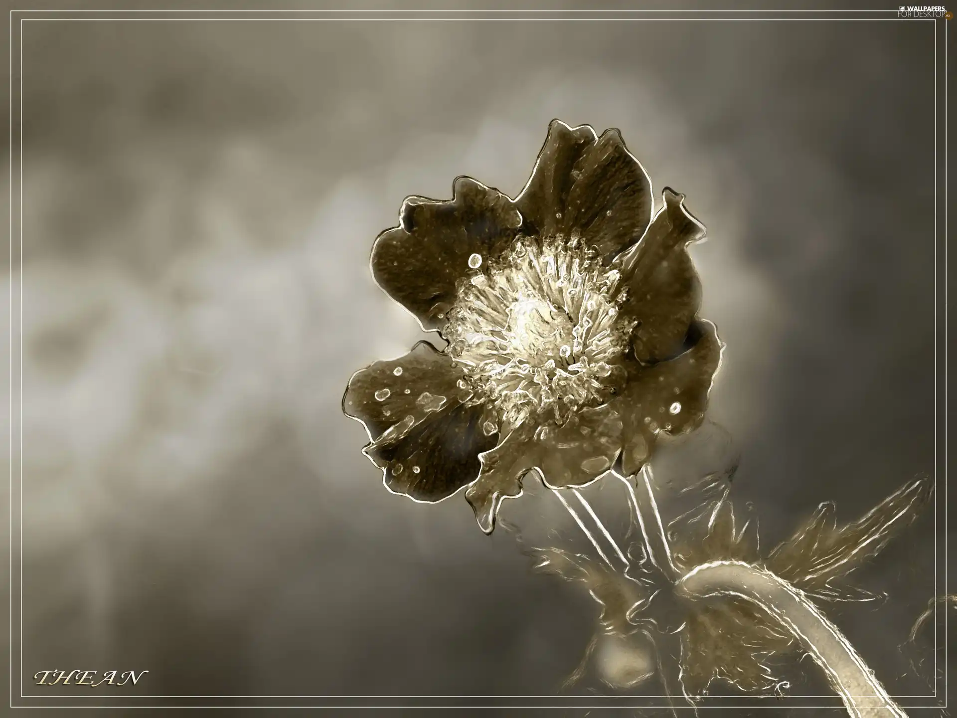 Flower, sepia