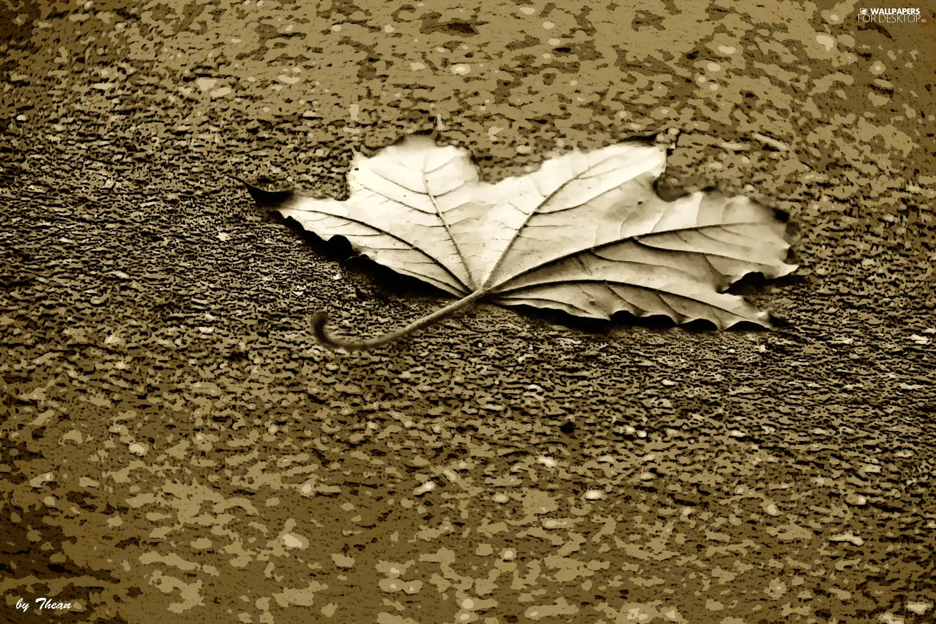 leaf, sepia