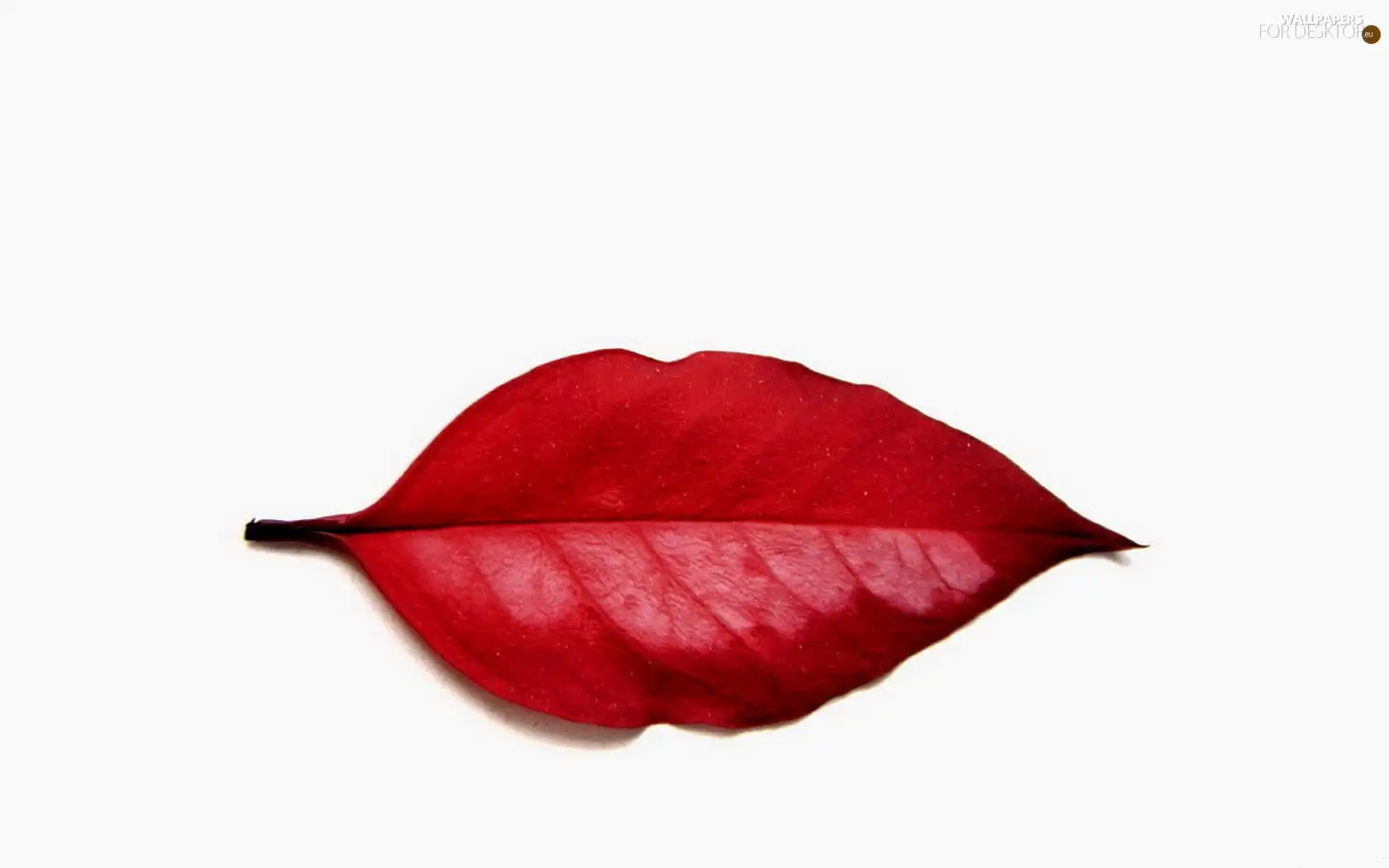 Red, shape, Set, leaf