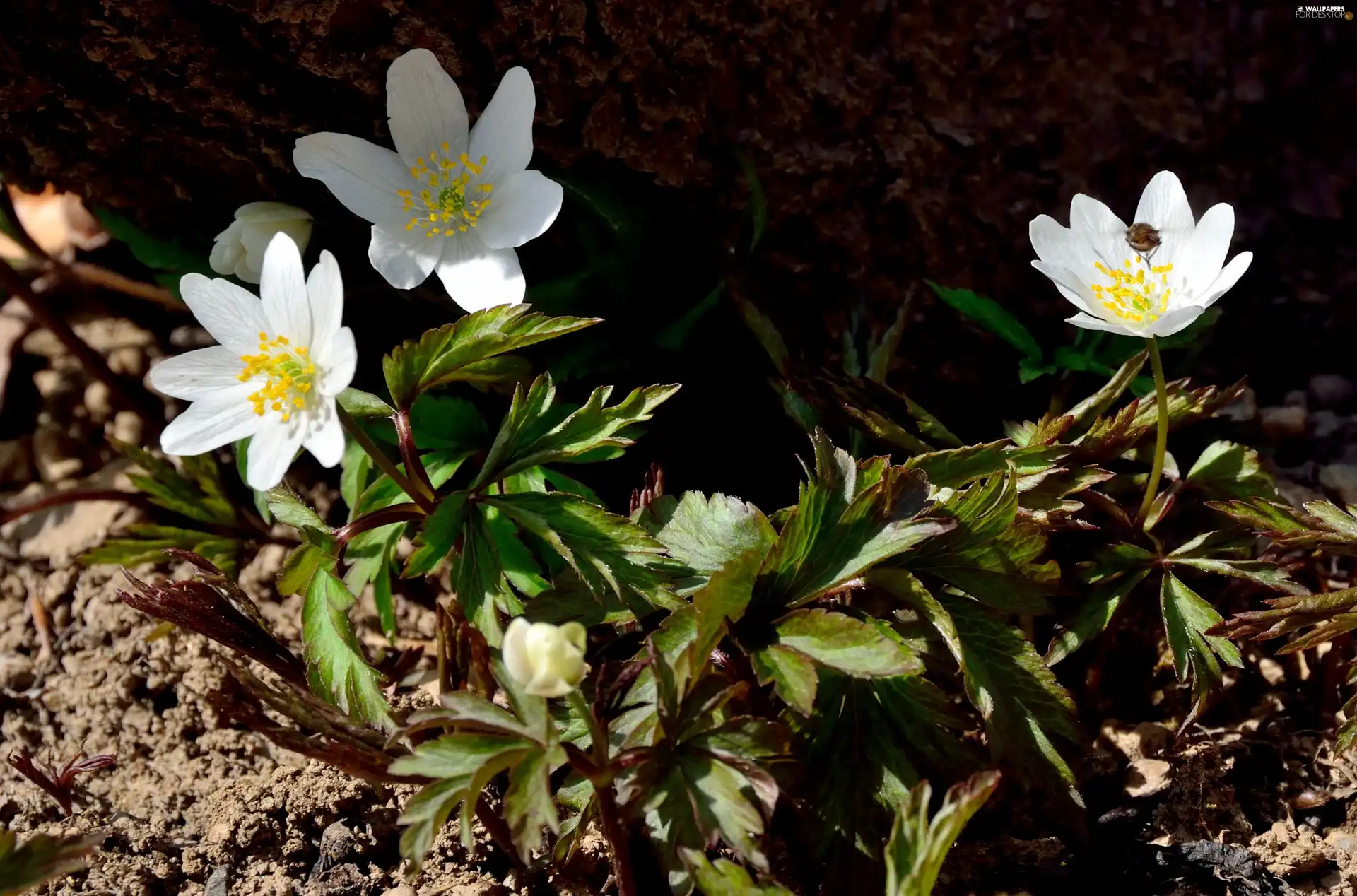 Flowers, shadow