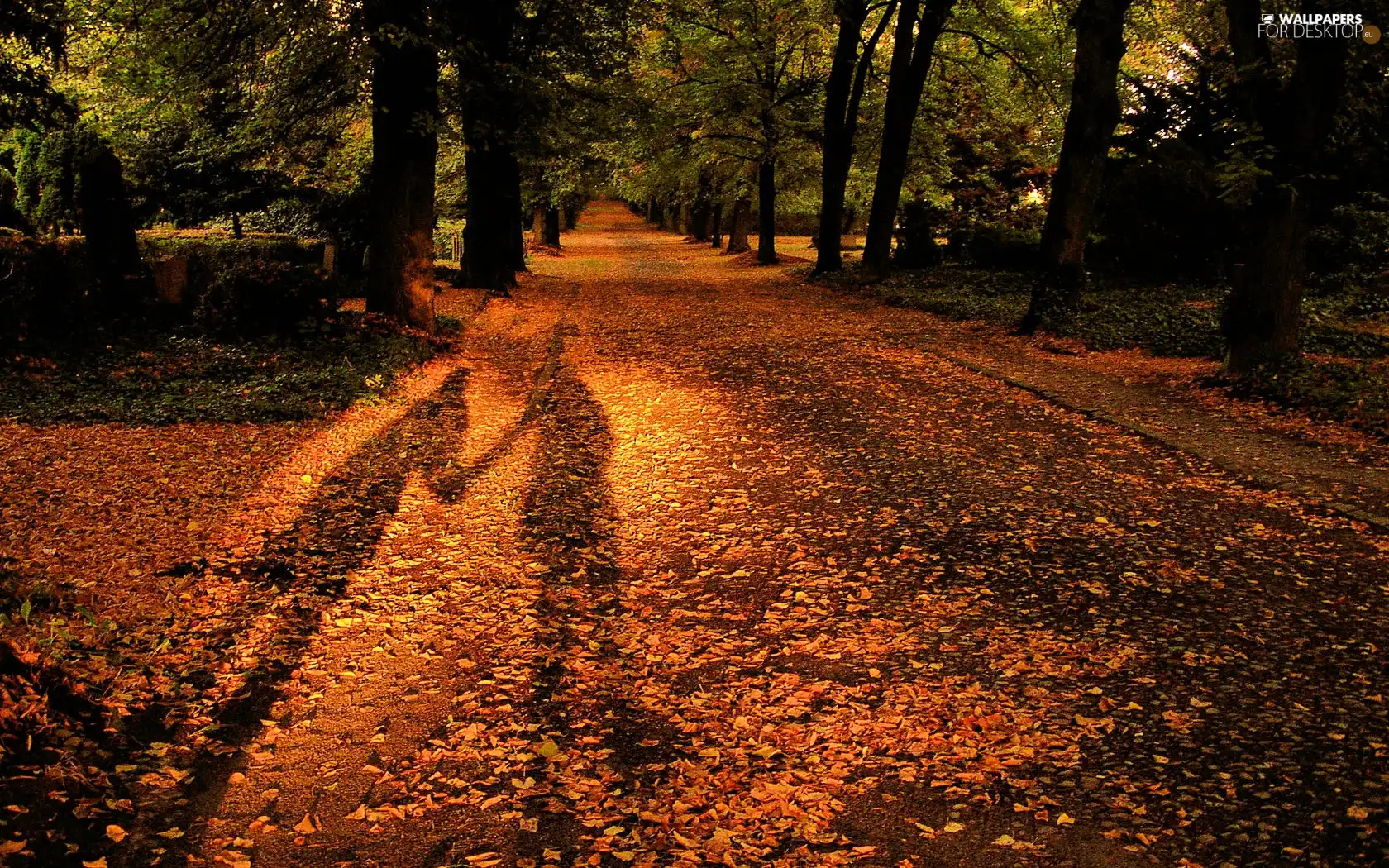 shadow, Park, Leaf