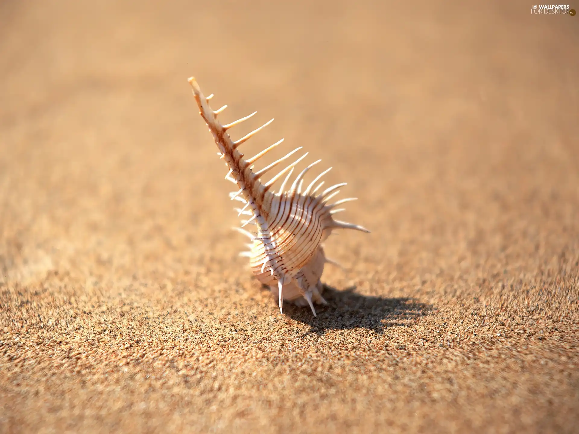 shadow, shell, Sand