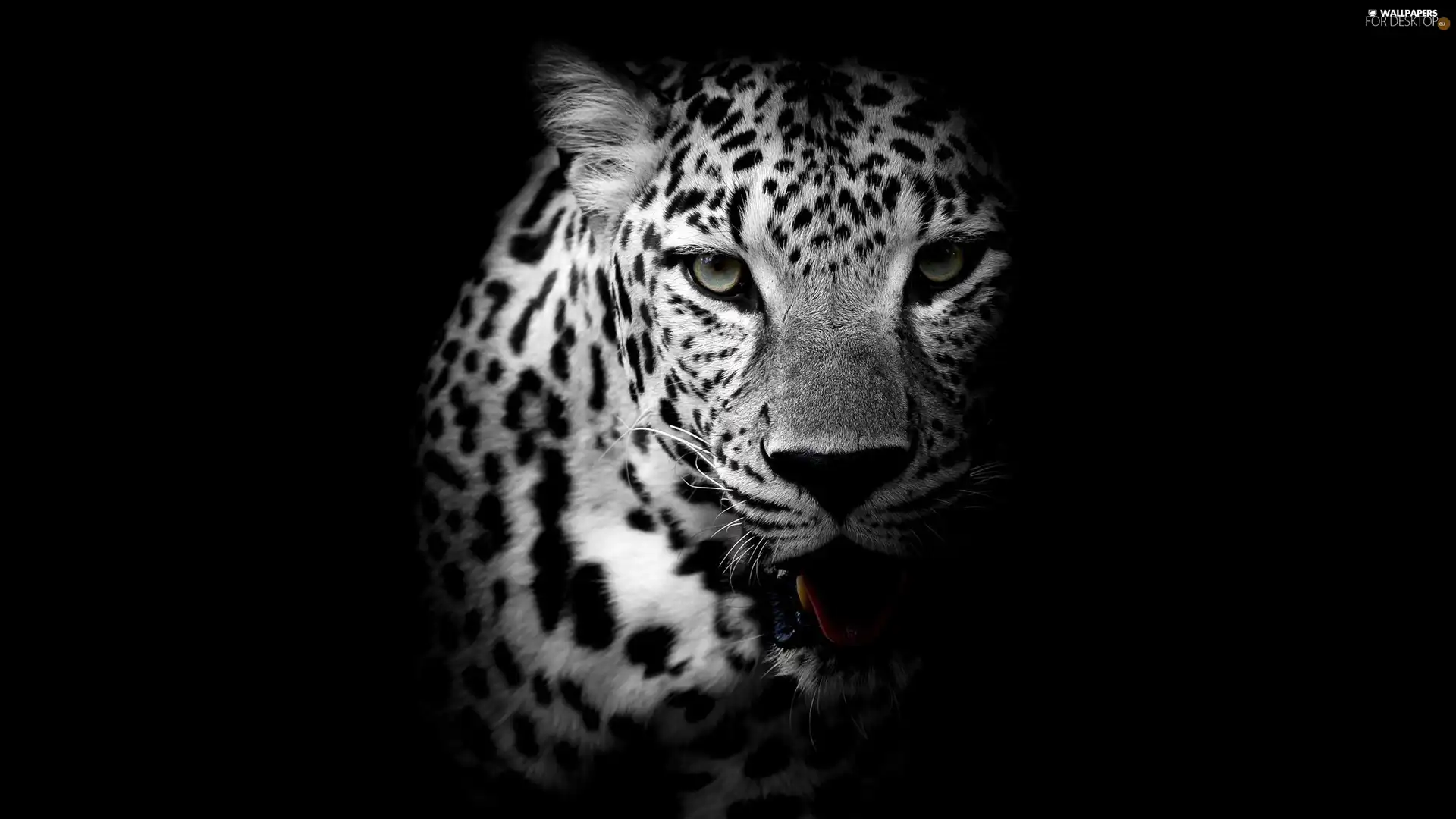 Black and white, Leopards, shadow