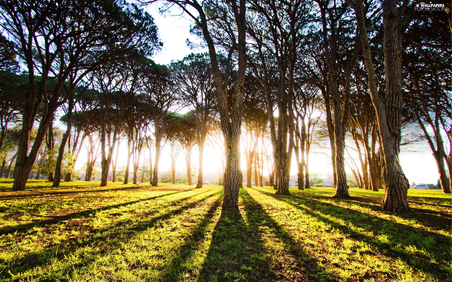 forest, viewes, shadows, trees