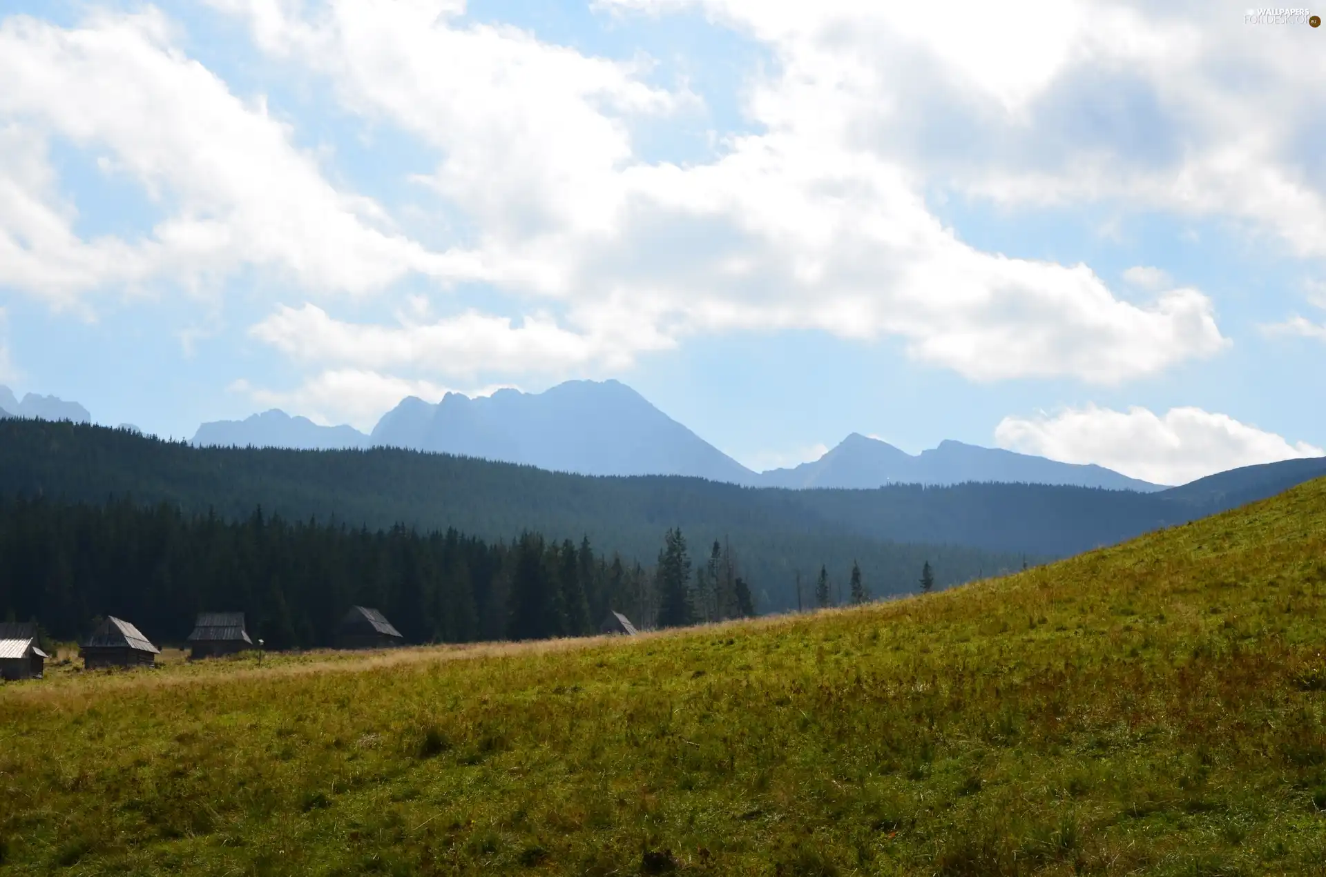 Sheepfarm, Mountains, Meadow