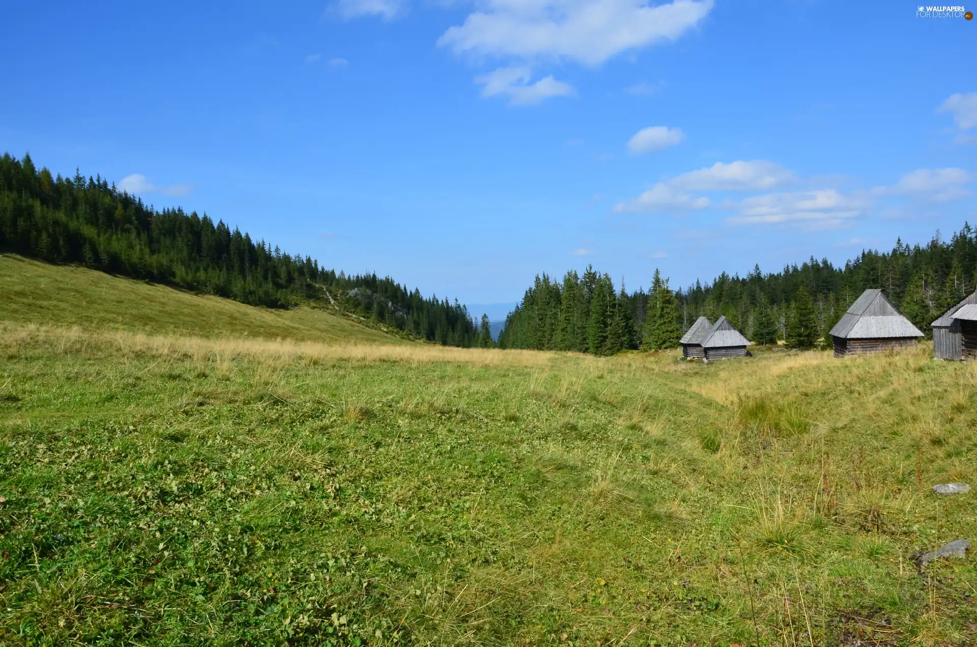 Sheepfarm, Meadow, Zakopane