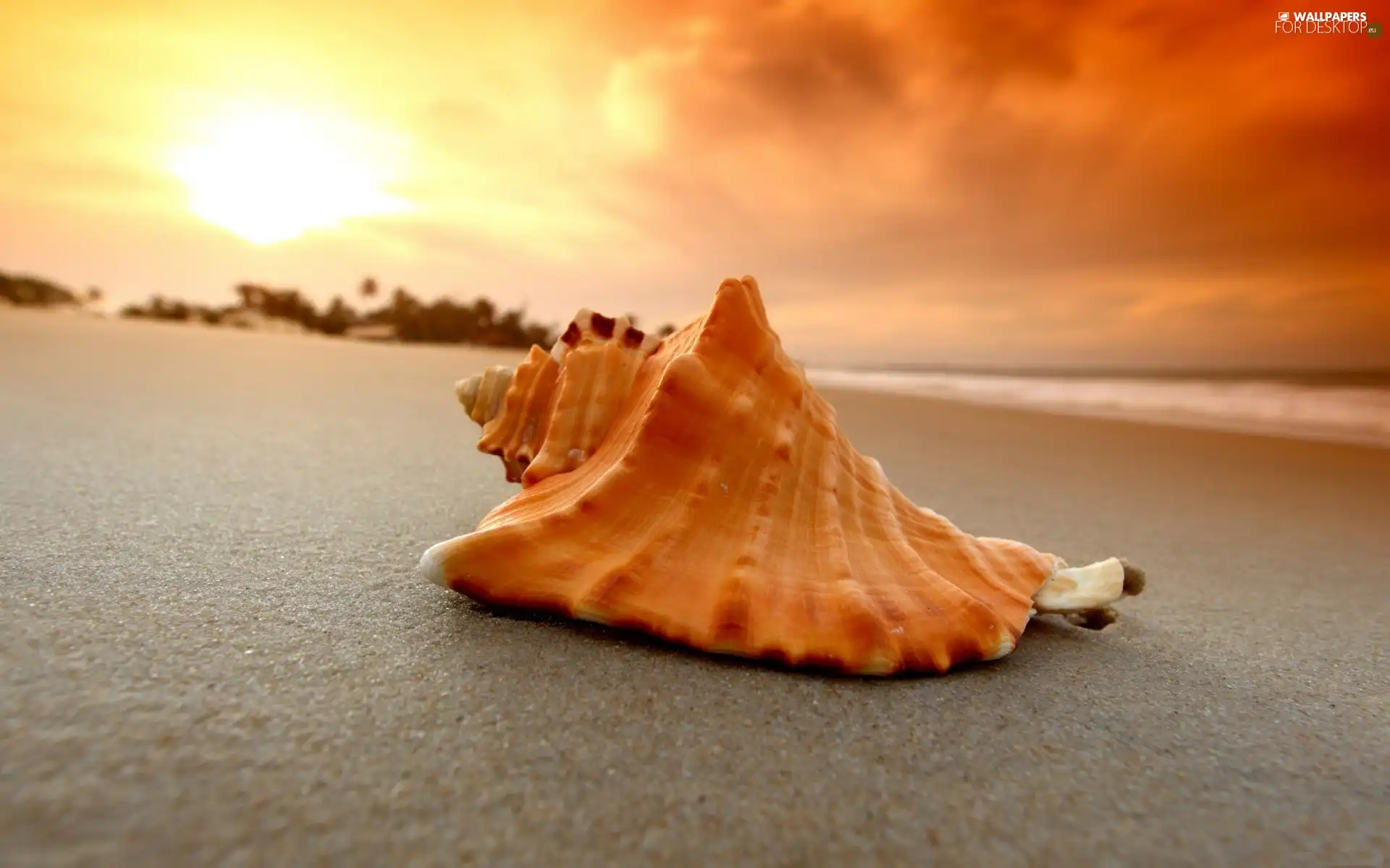 west, Beaches, shell, sun