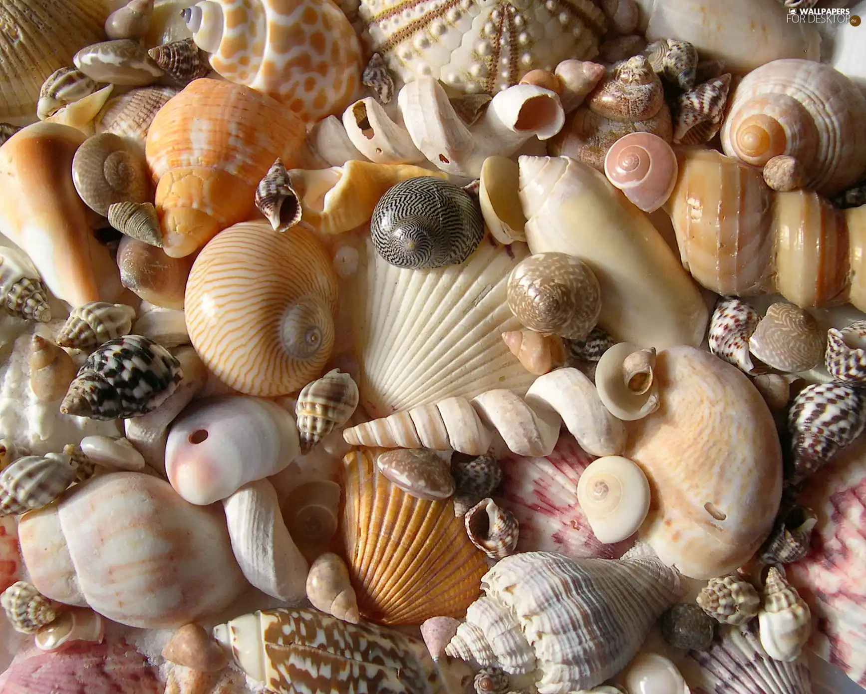 different, Shells