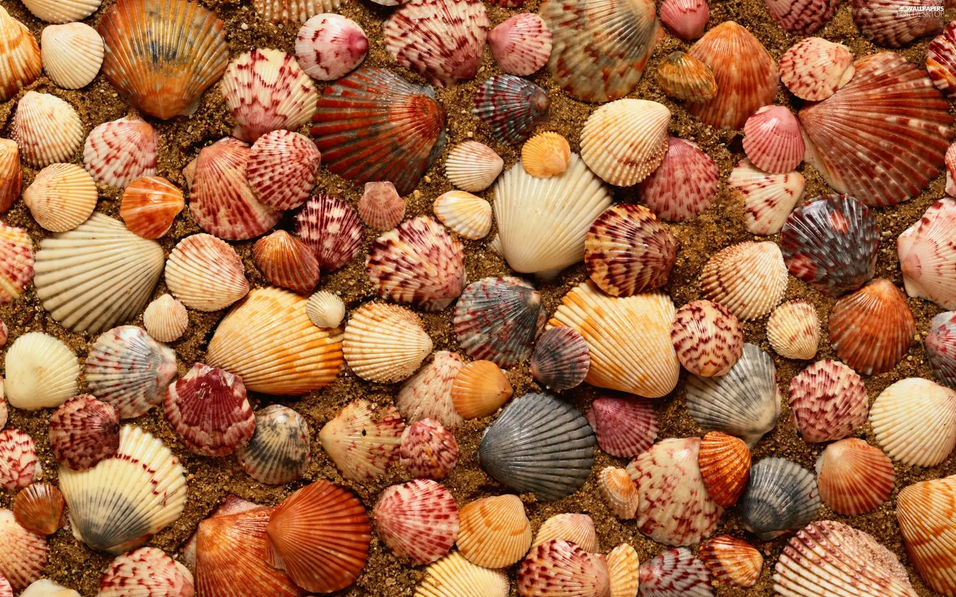 Shells