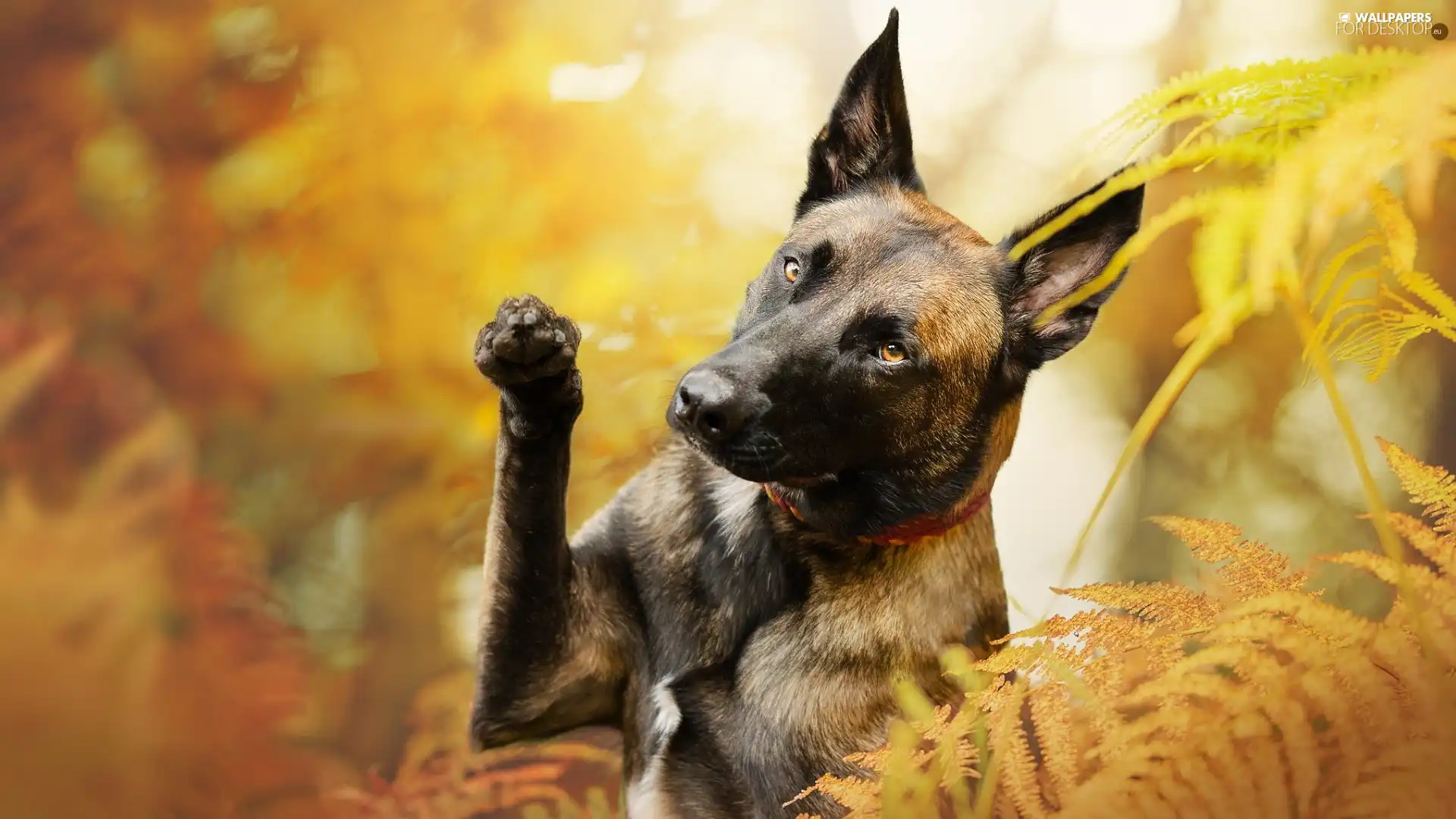 Belgian Shepherd Malinois, dog, fern