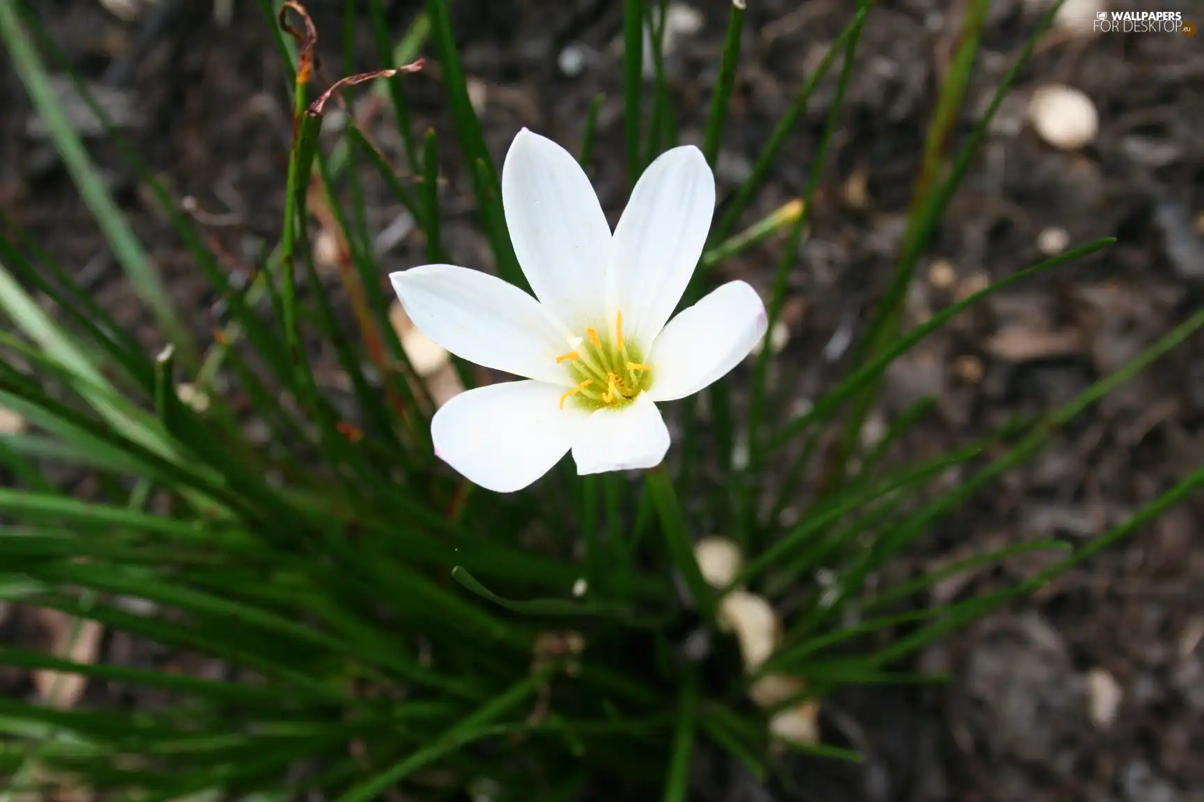 White, green ones, shoots, Zefirant