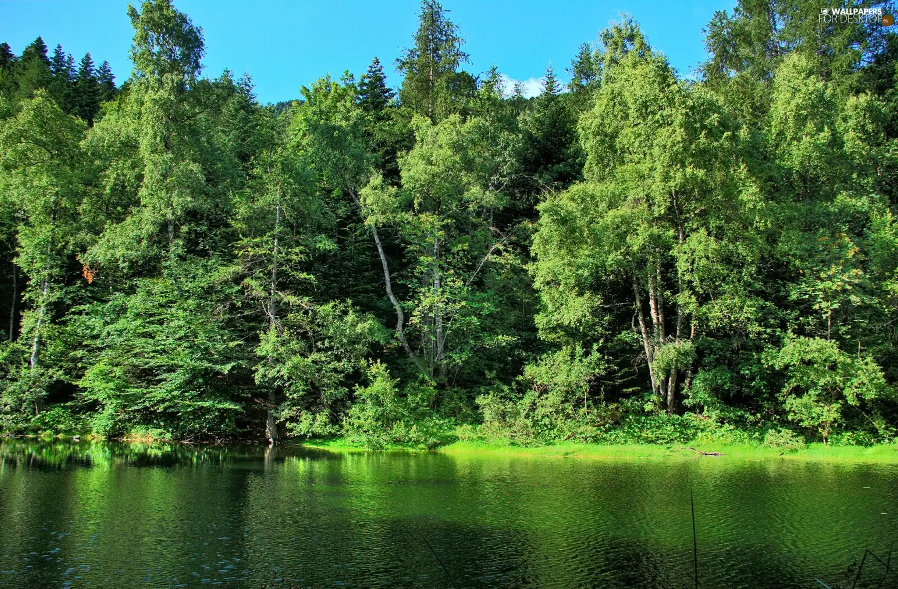 shore, lakes, viewes, an, trees