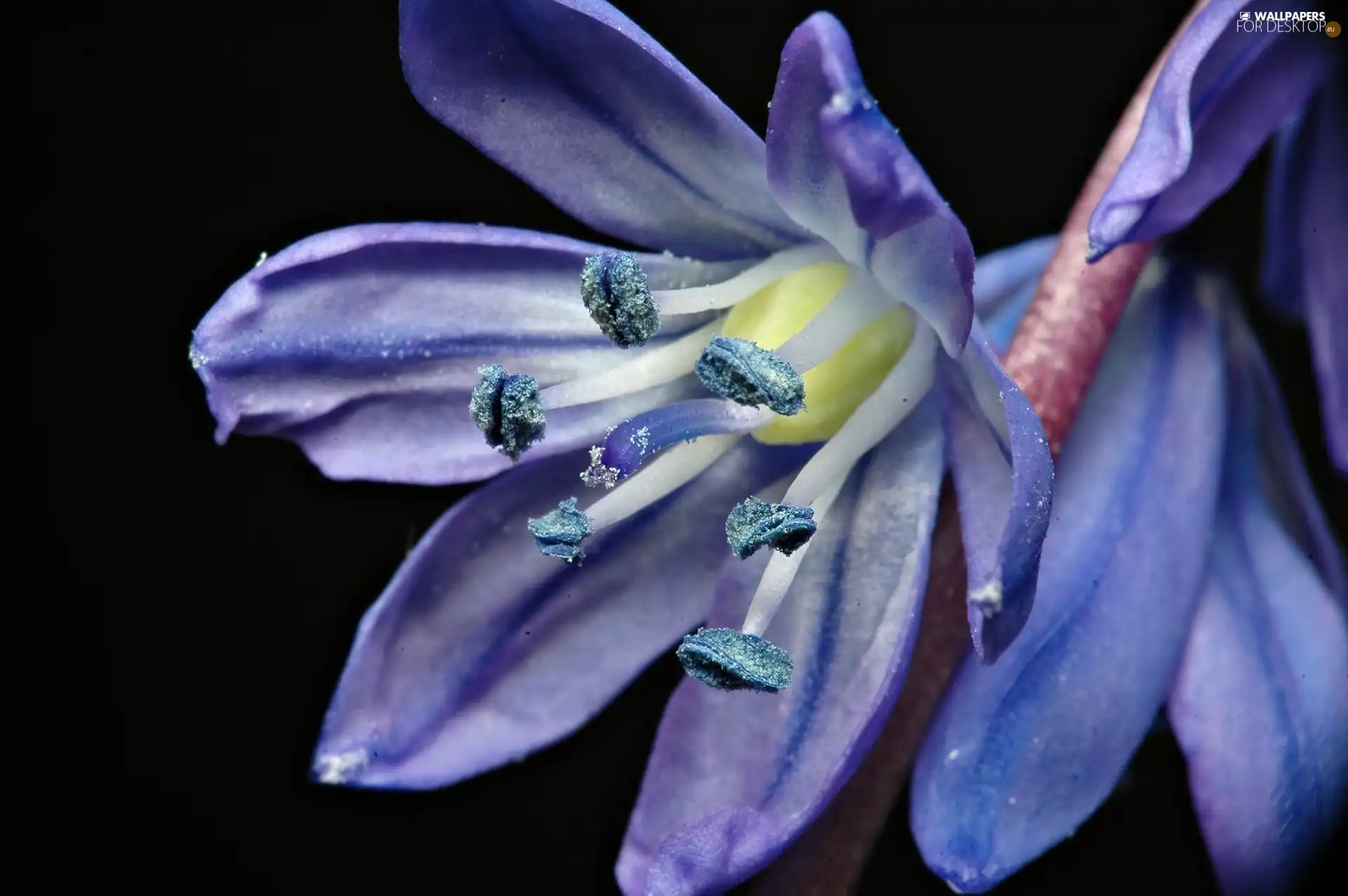 Colourfull Flowers, squill, Siberian