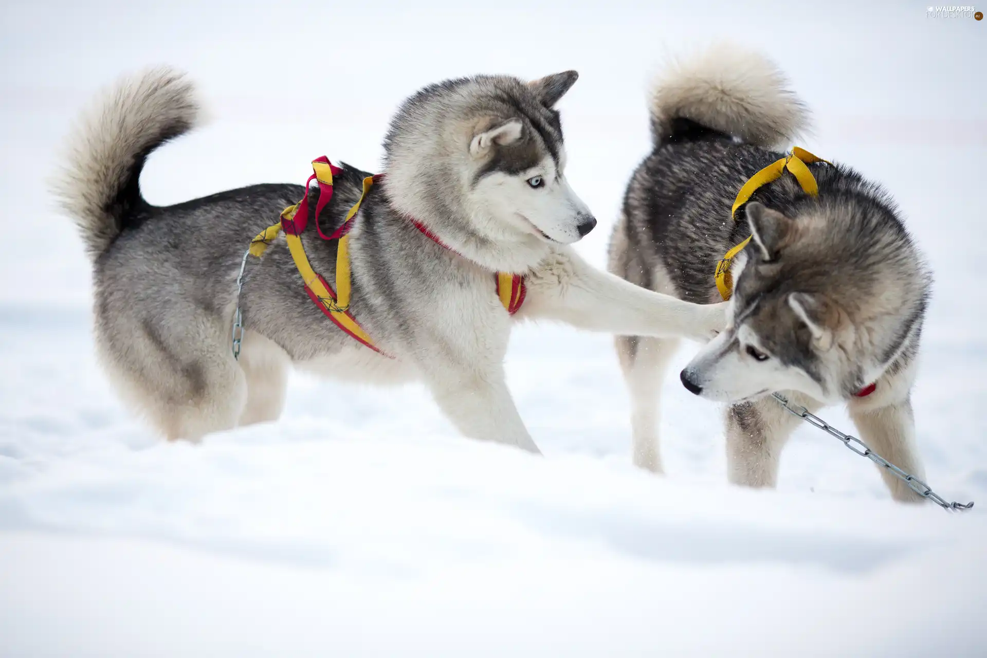 play, Dogs, Siberian Husky