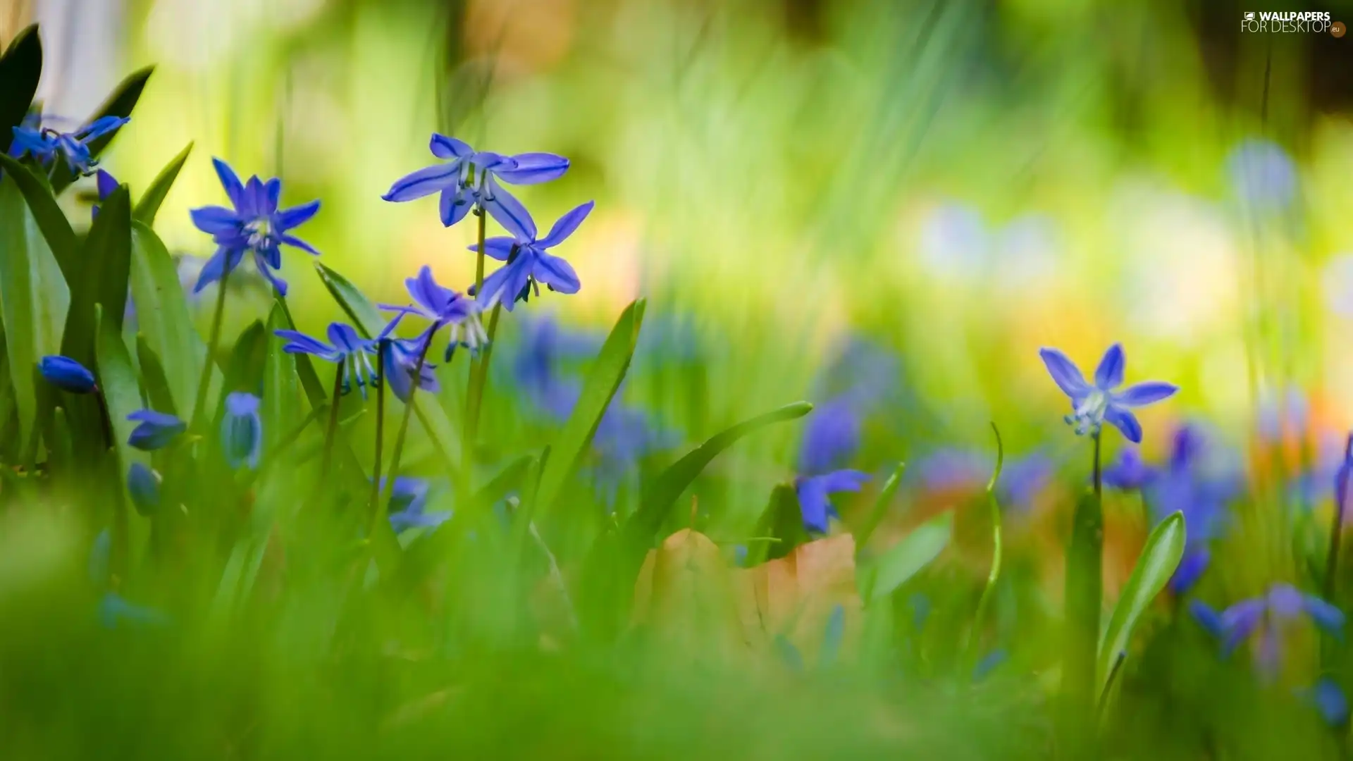 squill, Siberian