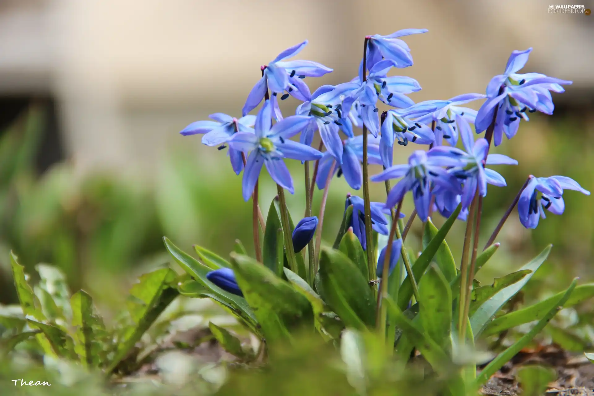 Siberian squill