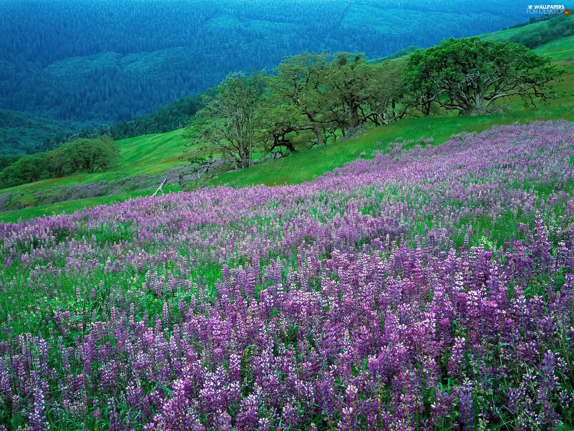 lupine, Hill-side