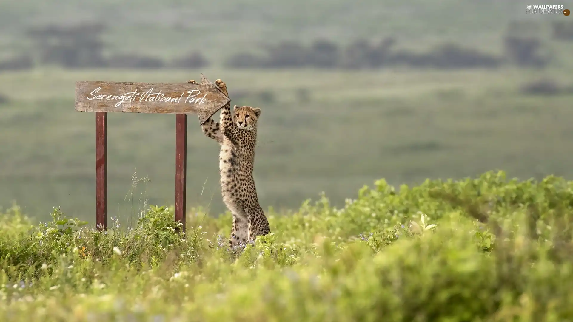 sign-post, Tanzania, Serengeti National Park, plate, Africa, text, Cheetah