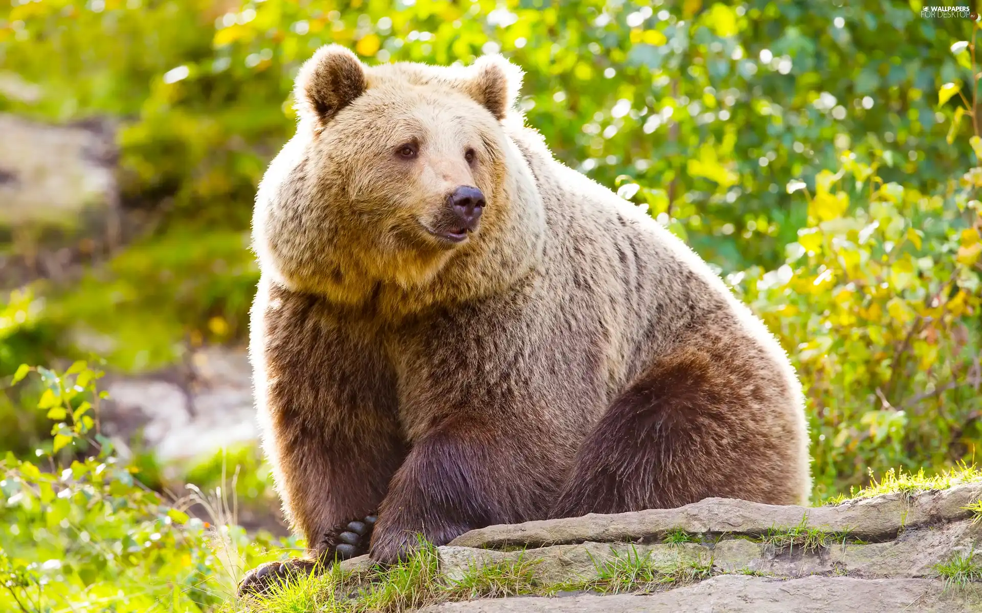 sitter, Brown bear