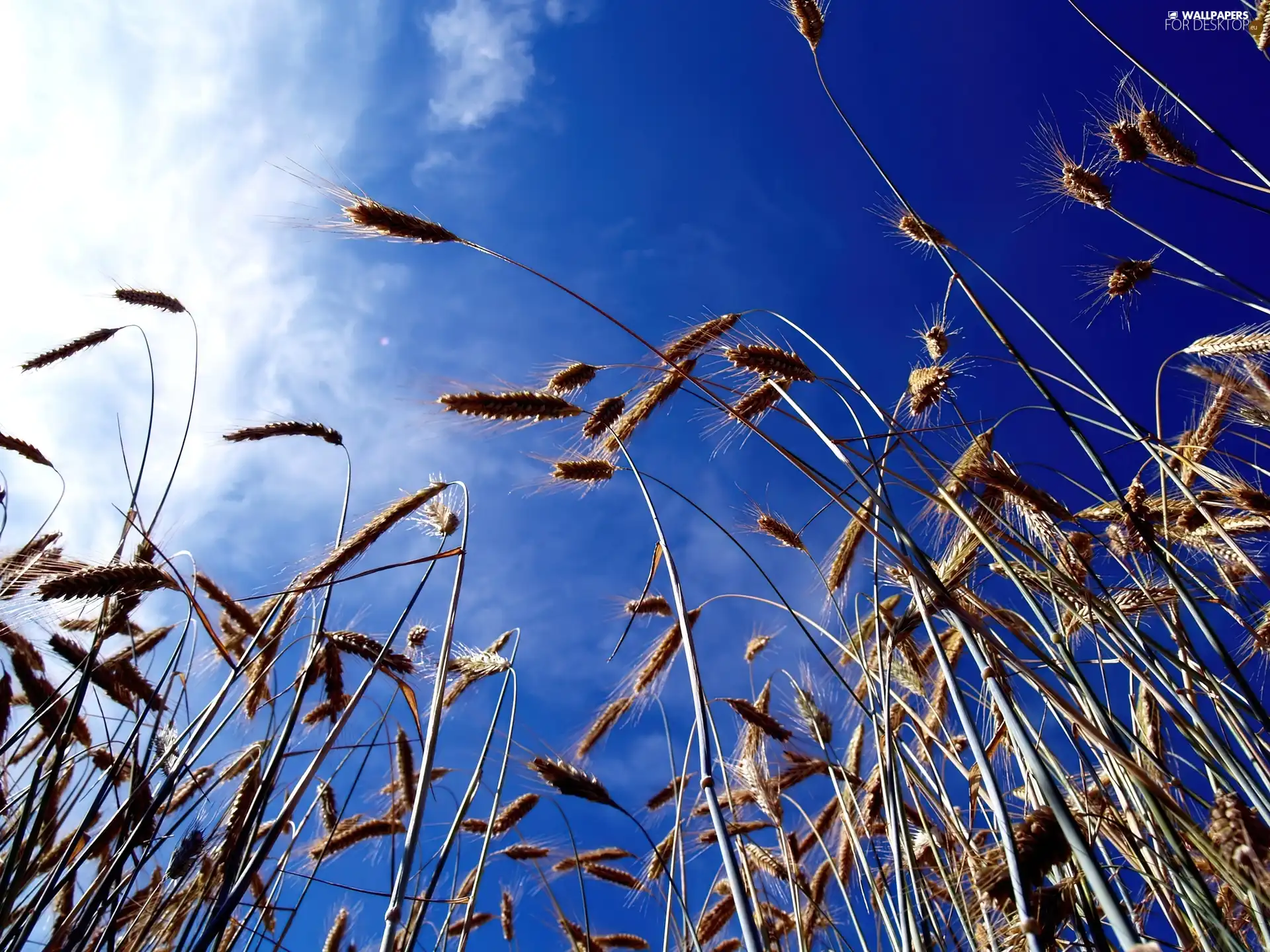 Sky, wheat, Blue