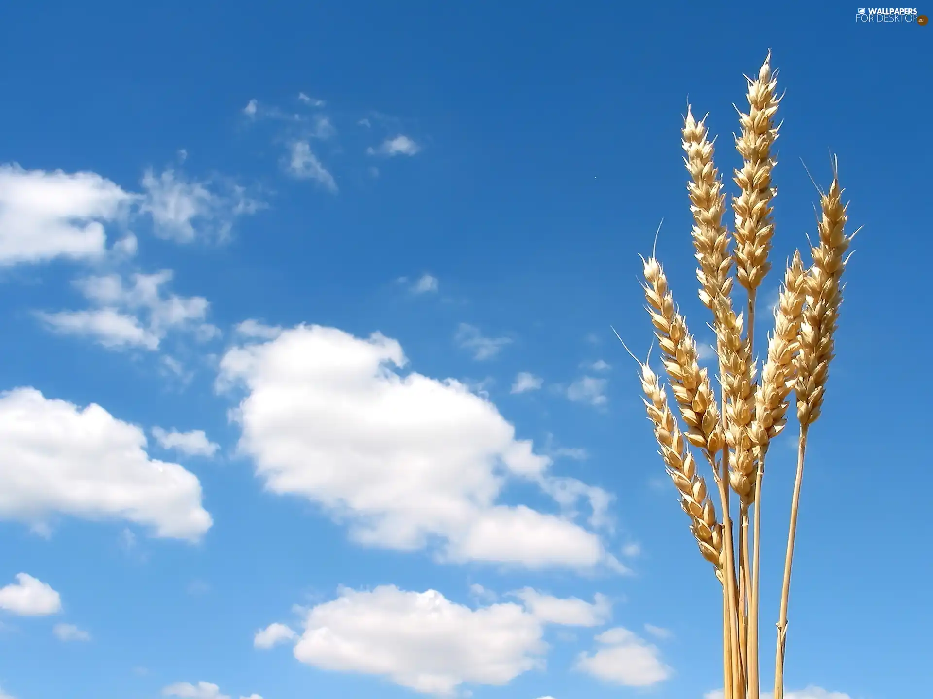 Sky, Ears, cereals