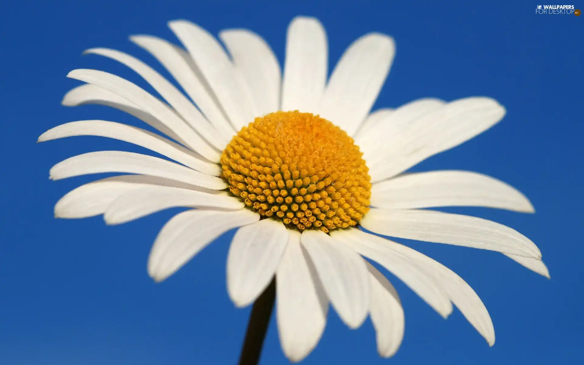 Daisy, flakes, Sky, White