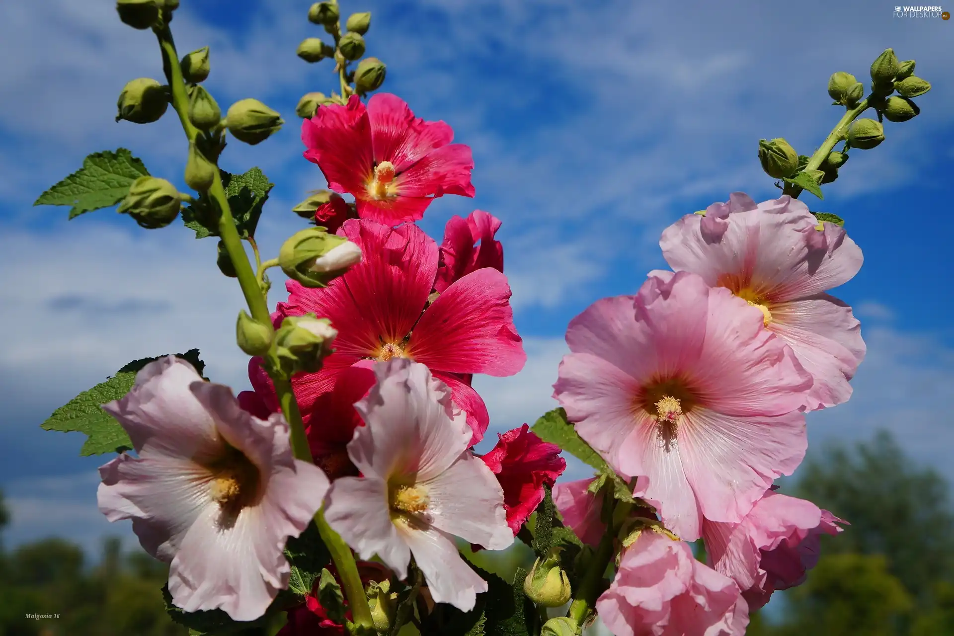 color, bouquet, Sky, Hollyhocks