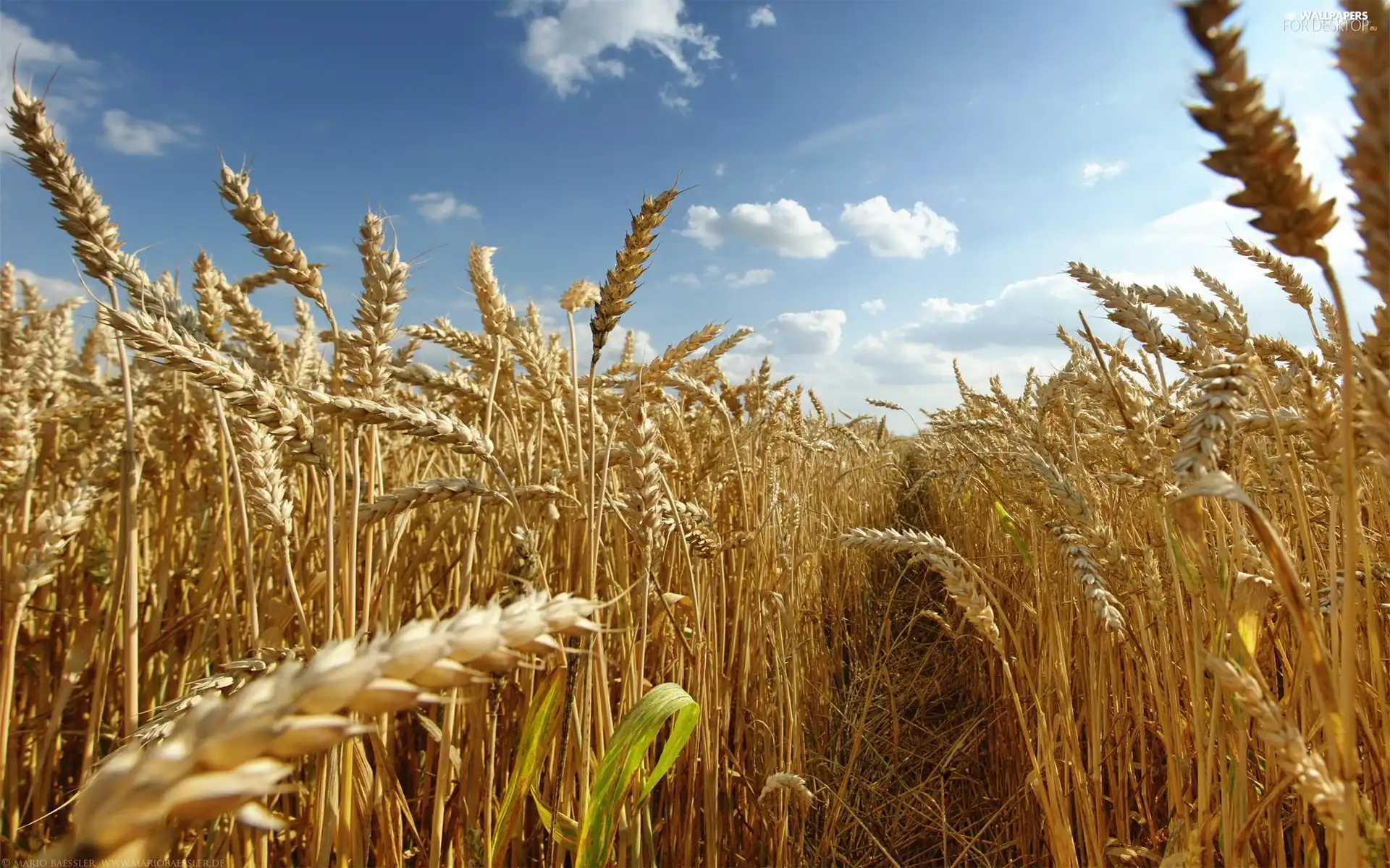 Sky, Field, corn