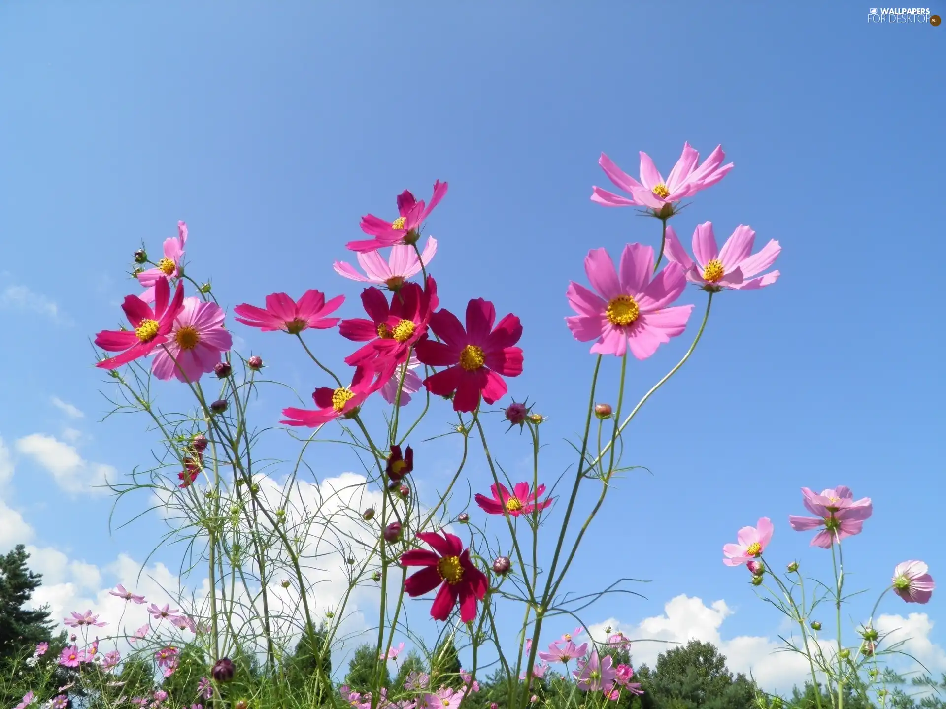 Sky, Flowers, Cosmos