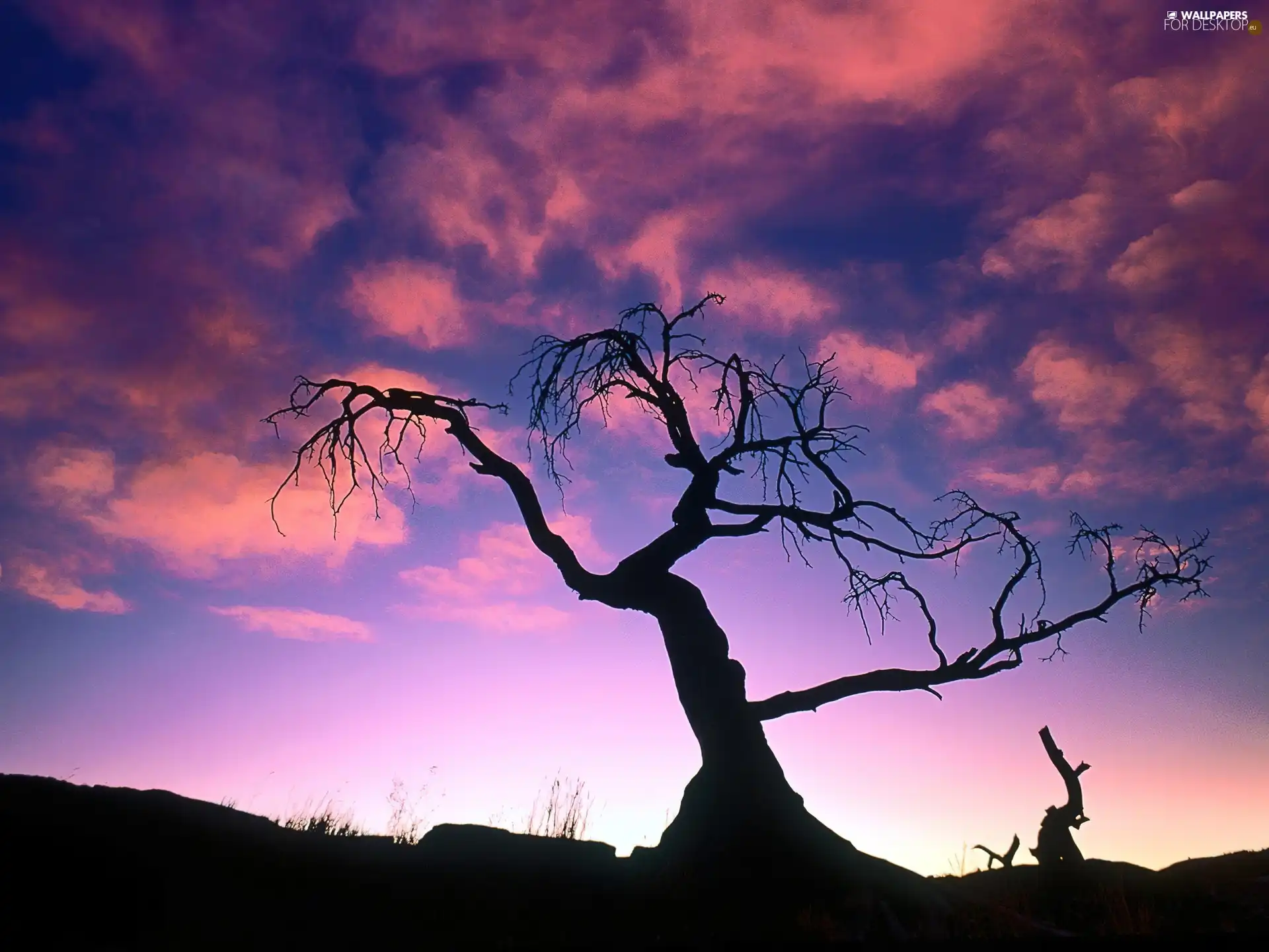 dry, purple, Sky, trees