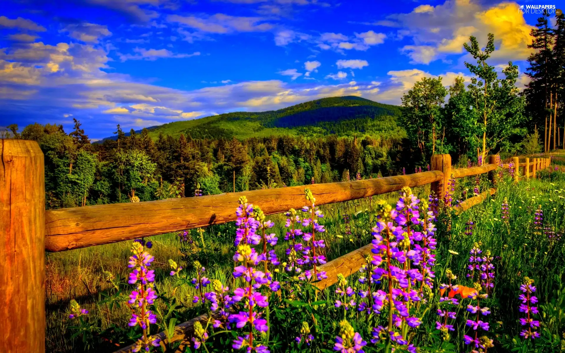 Fance, forest, Sky, Flowers