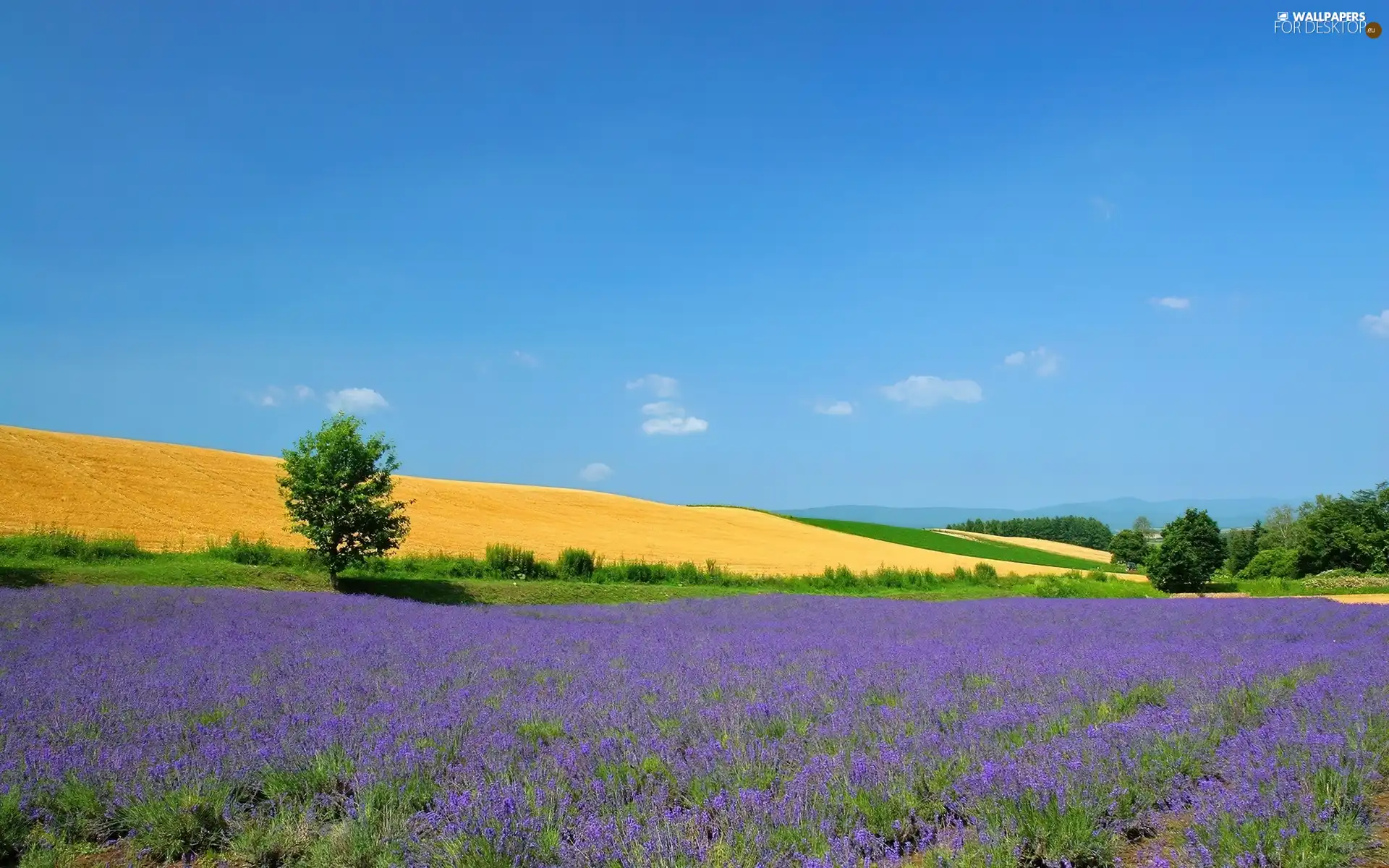 Field, Sky, Narrow-Leaf Lavender, trees