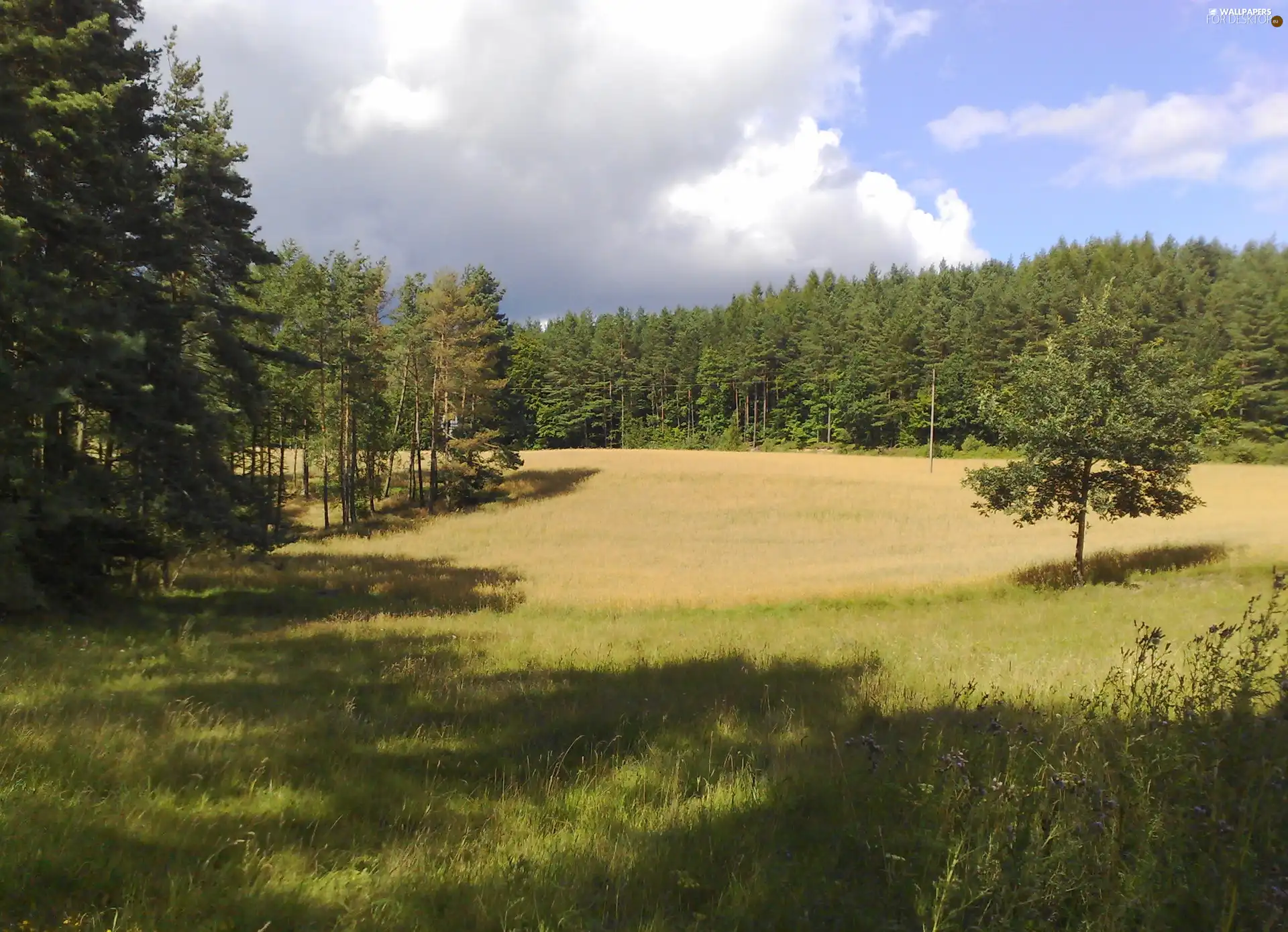 Sky, Meadow, forest