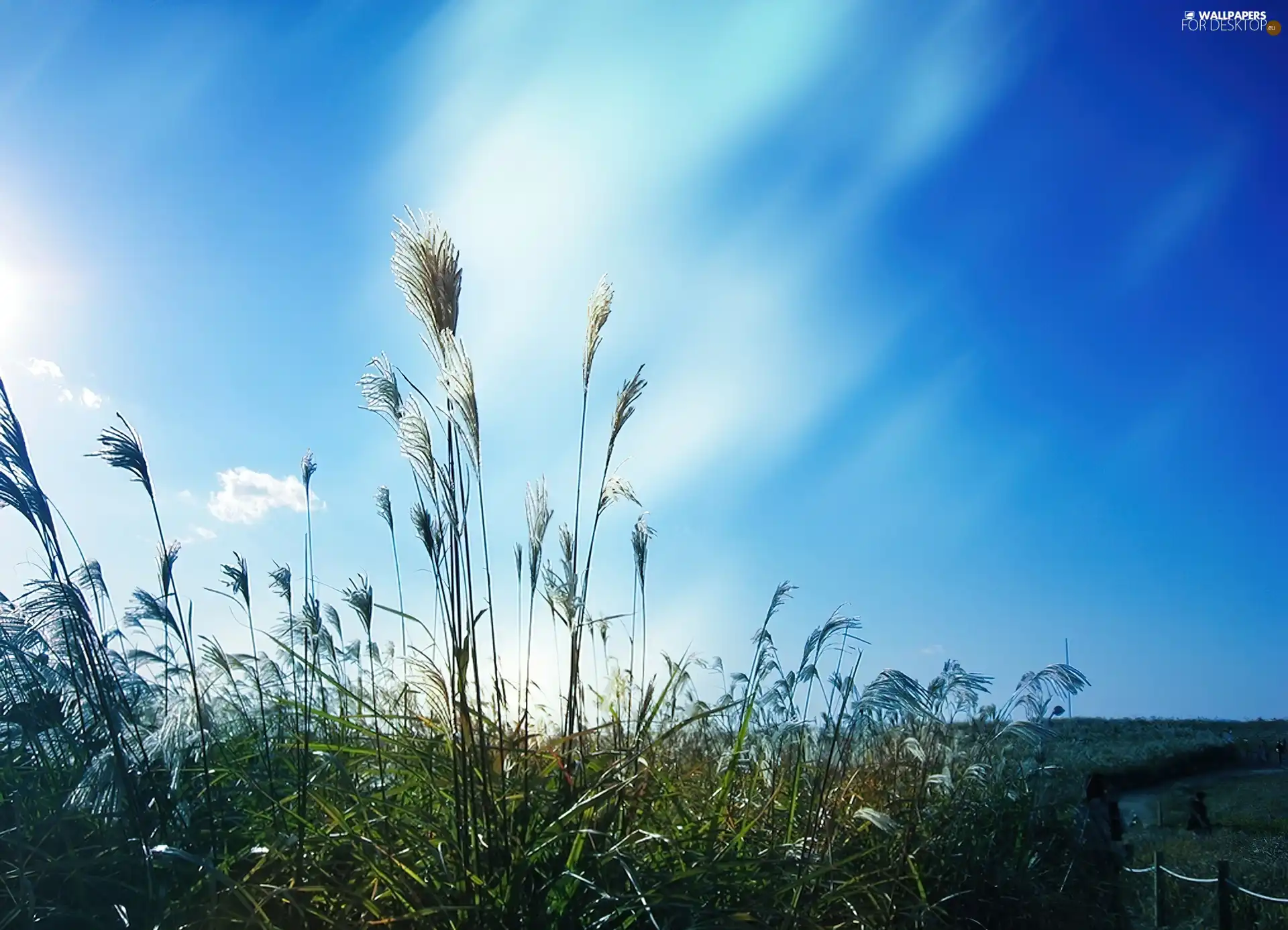 grass, Sky