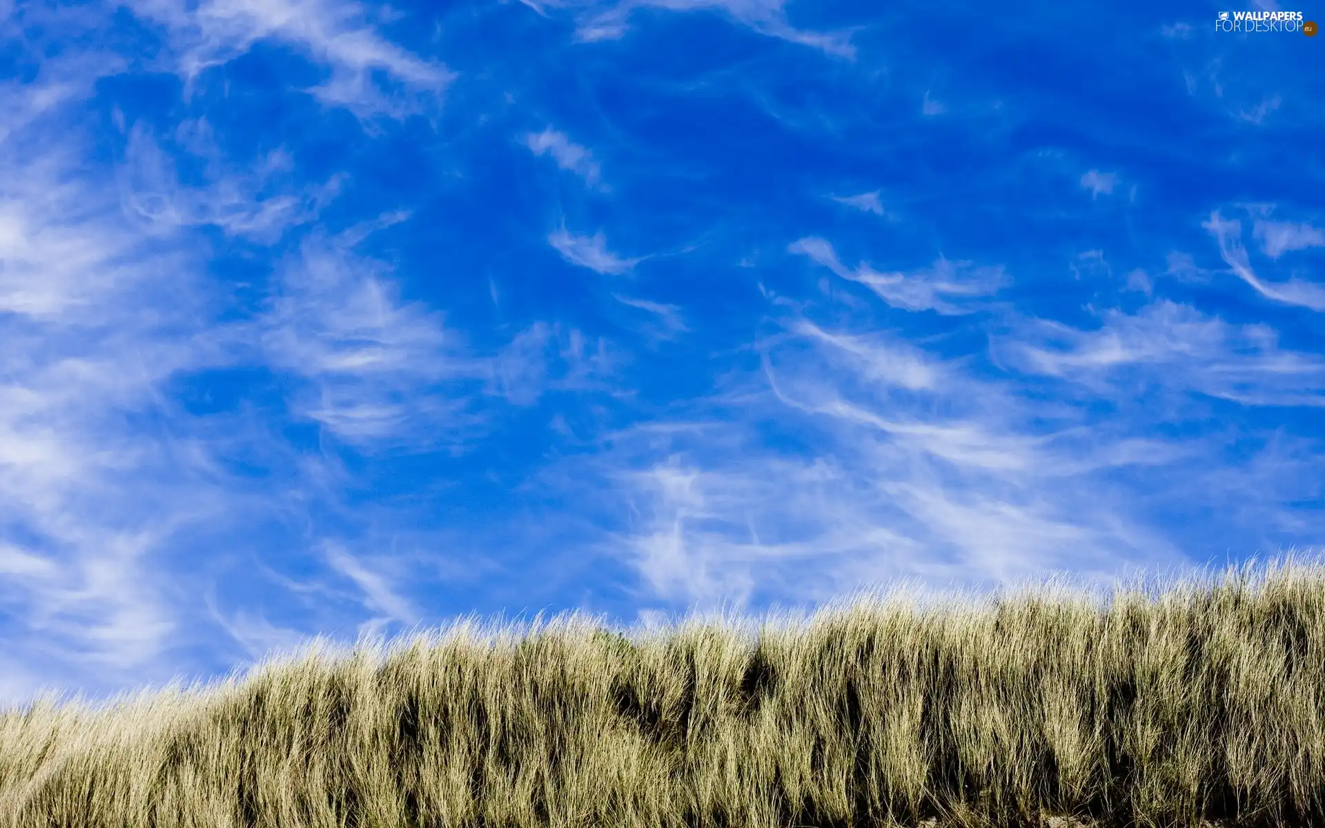 grass, Sky