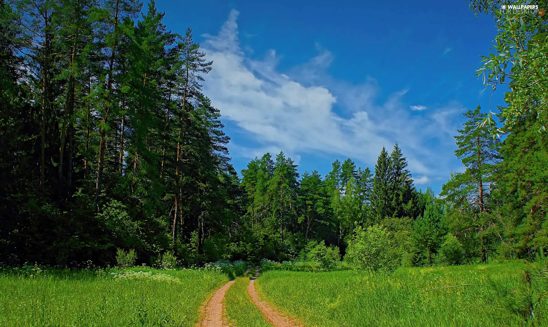 grass, viewes, Sky, trees