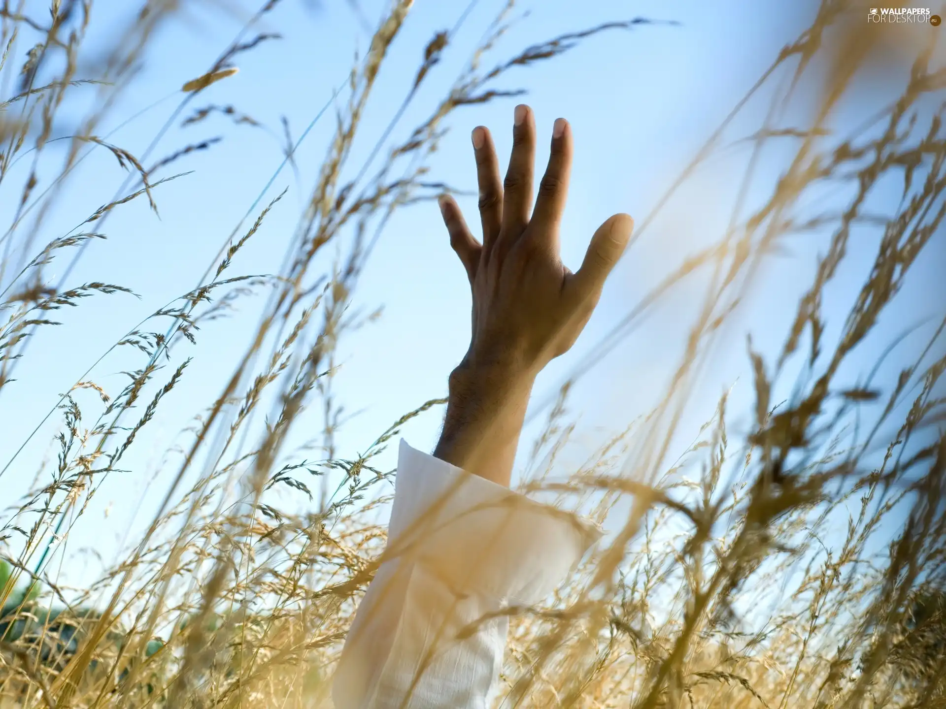 hand, landscape, Sky, Meadow