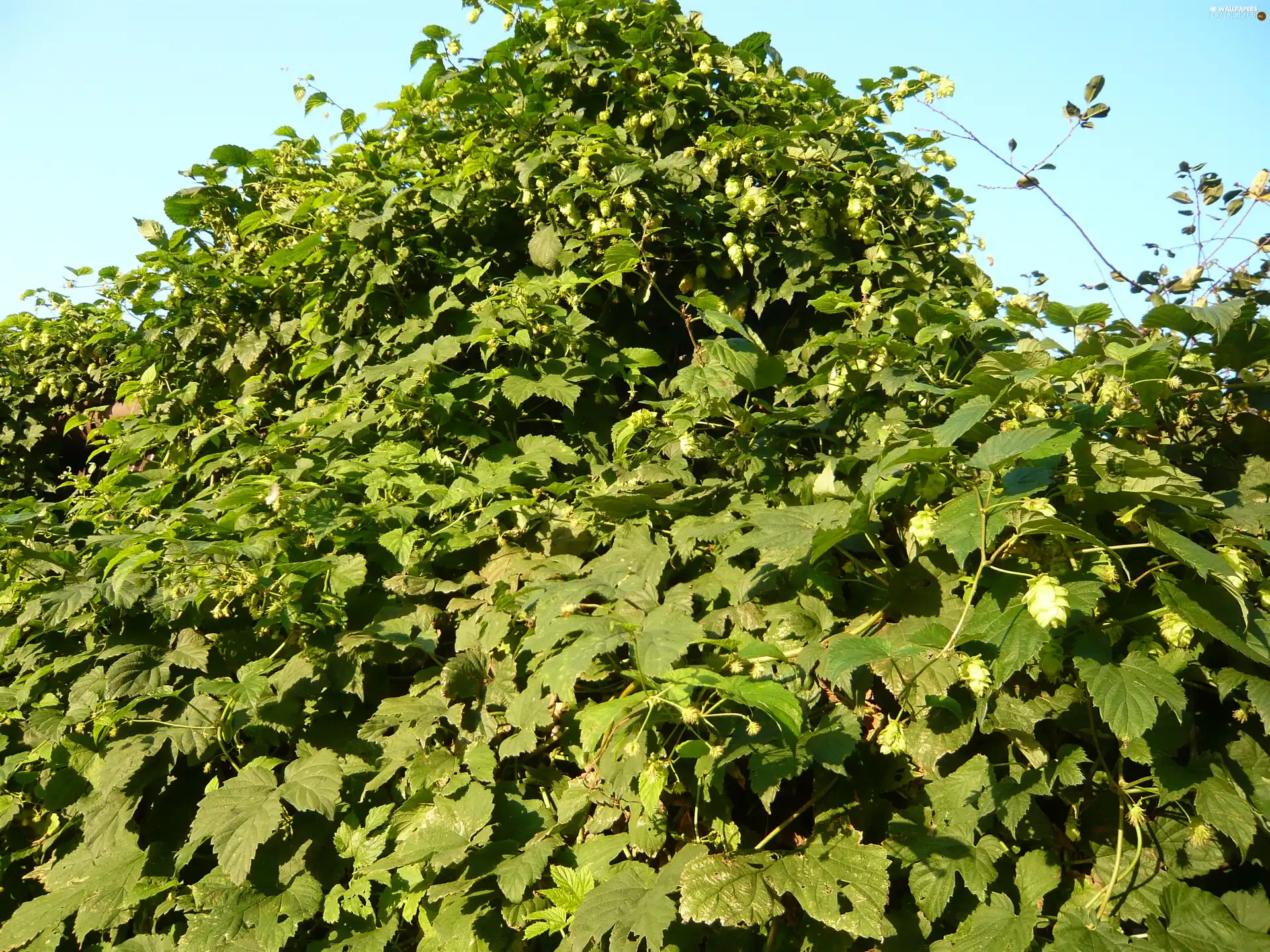Sky, plant, hop